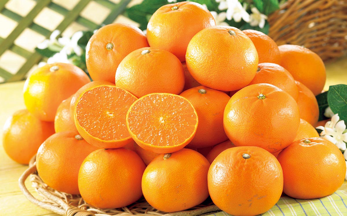 訳あり」高級フルーツせとか 露地栽培で果汁たっぷり、まるでゼリーの