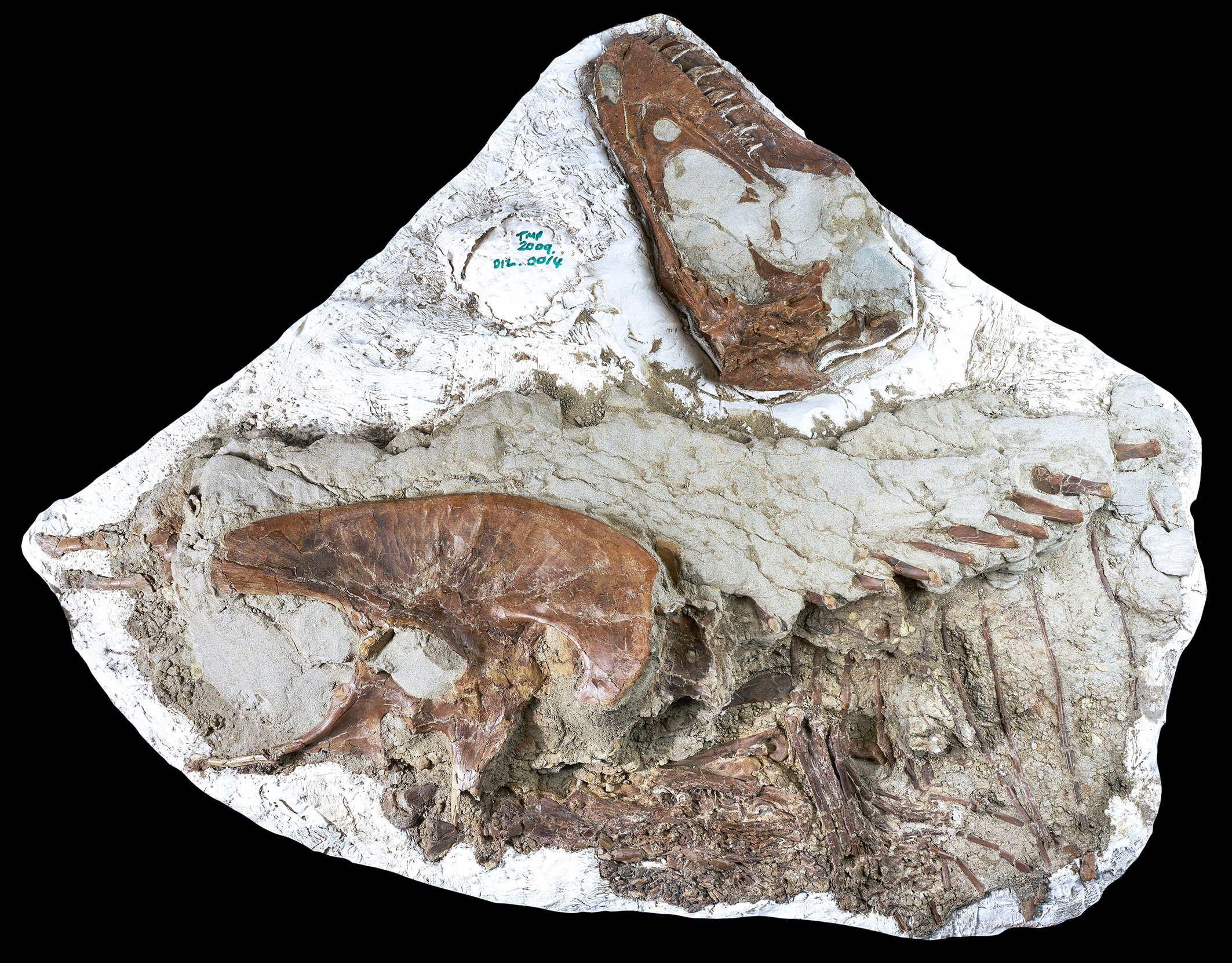 恐竜化石、胃の中に獲物 ティラノサウルス科で「世界初」 - 産経ニュース