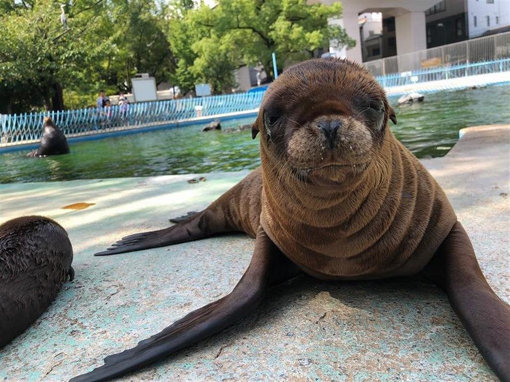 天王寺動物園 行方不明のアシカの赤ちゃん見つかる 産経ニュース