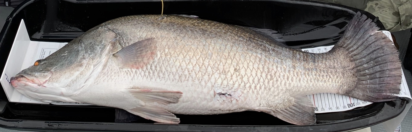 日本三大怪魚」アカメは3万年以上種存続 ゲノム解析から見えた驚くべき