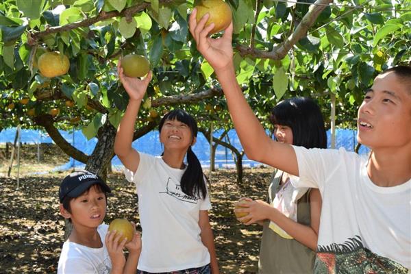 果汁いっぱい 豊水 食べ頃 神戸観光なし園 人気 産経ニュース