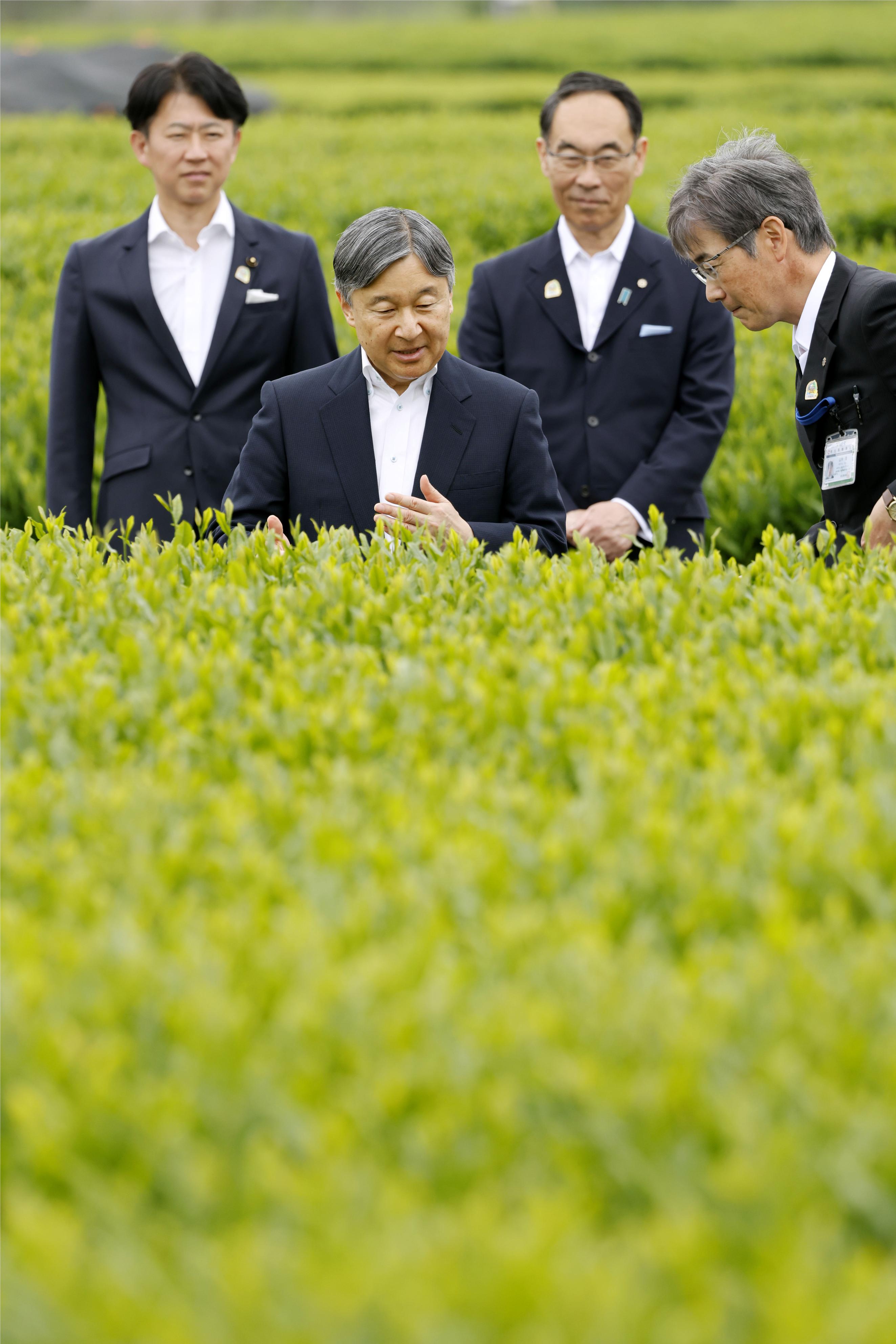 陛下、埼玉県をご訪問 特産の狭山茶を視察、全国植樹祭にご臨席 - 産経