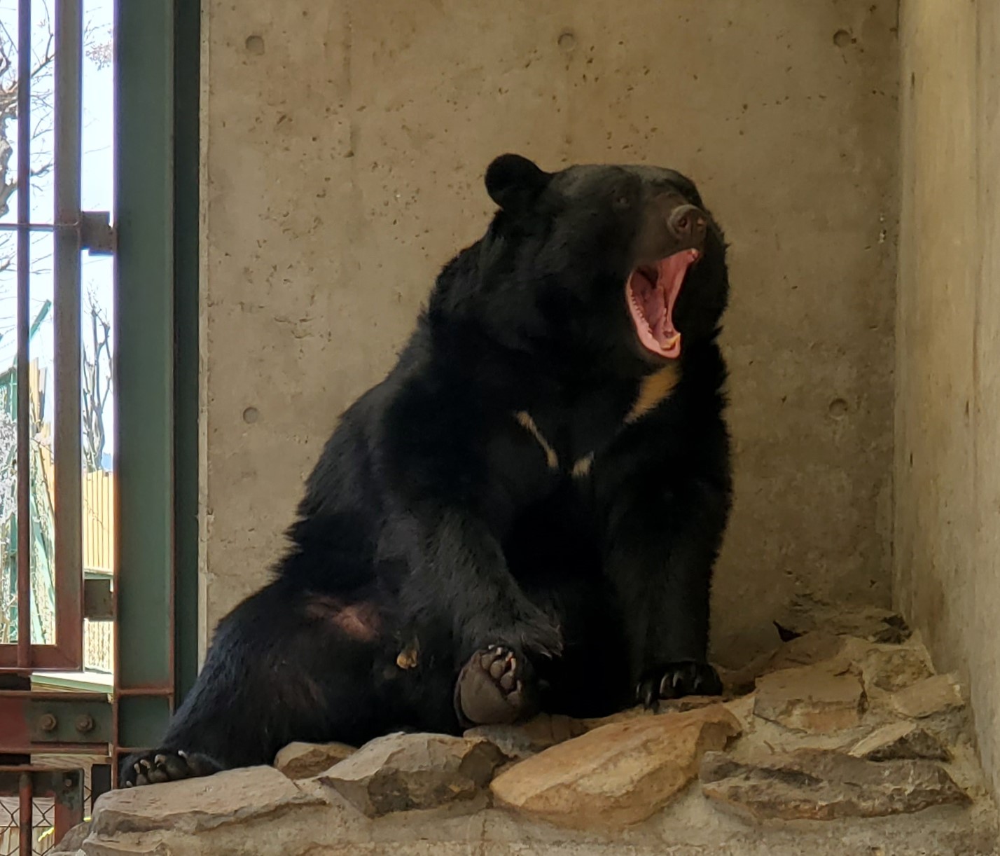 ツキノワグマ 寝起きの春 長野・須坂市動物園 飼育員日誌 - 産経ニュース