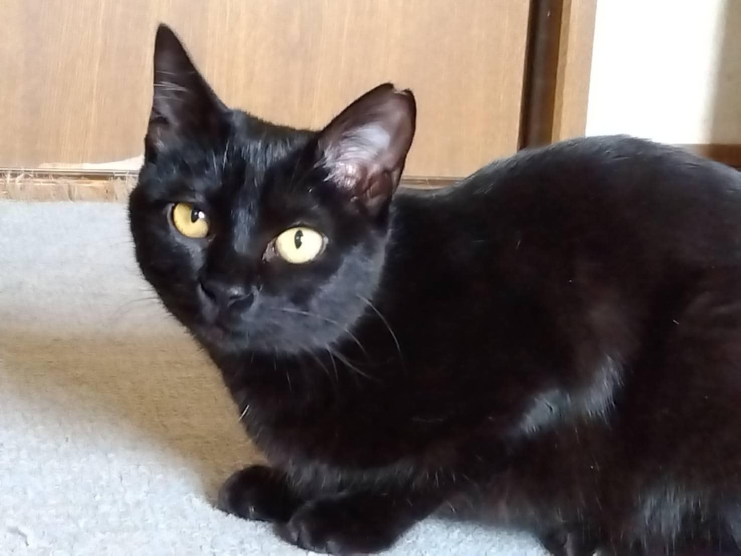 飼い主を屋根で待ち続けた忠猫「くーちゃん」 鳴き声が訴えかける最期