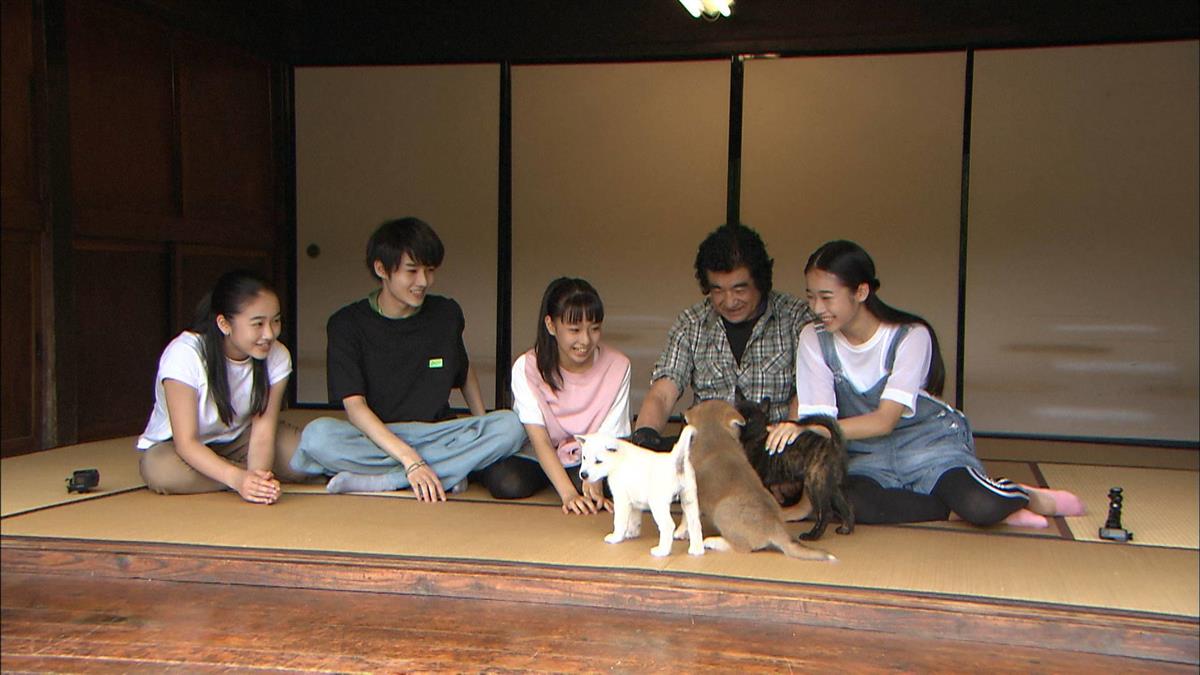 藤岡ファミリーが 志村どうぶつ園 後継番組に出演 親子５人で日本犬育てる 1 2ページ サンスポ