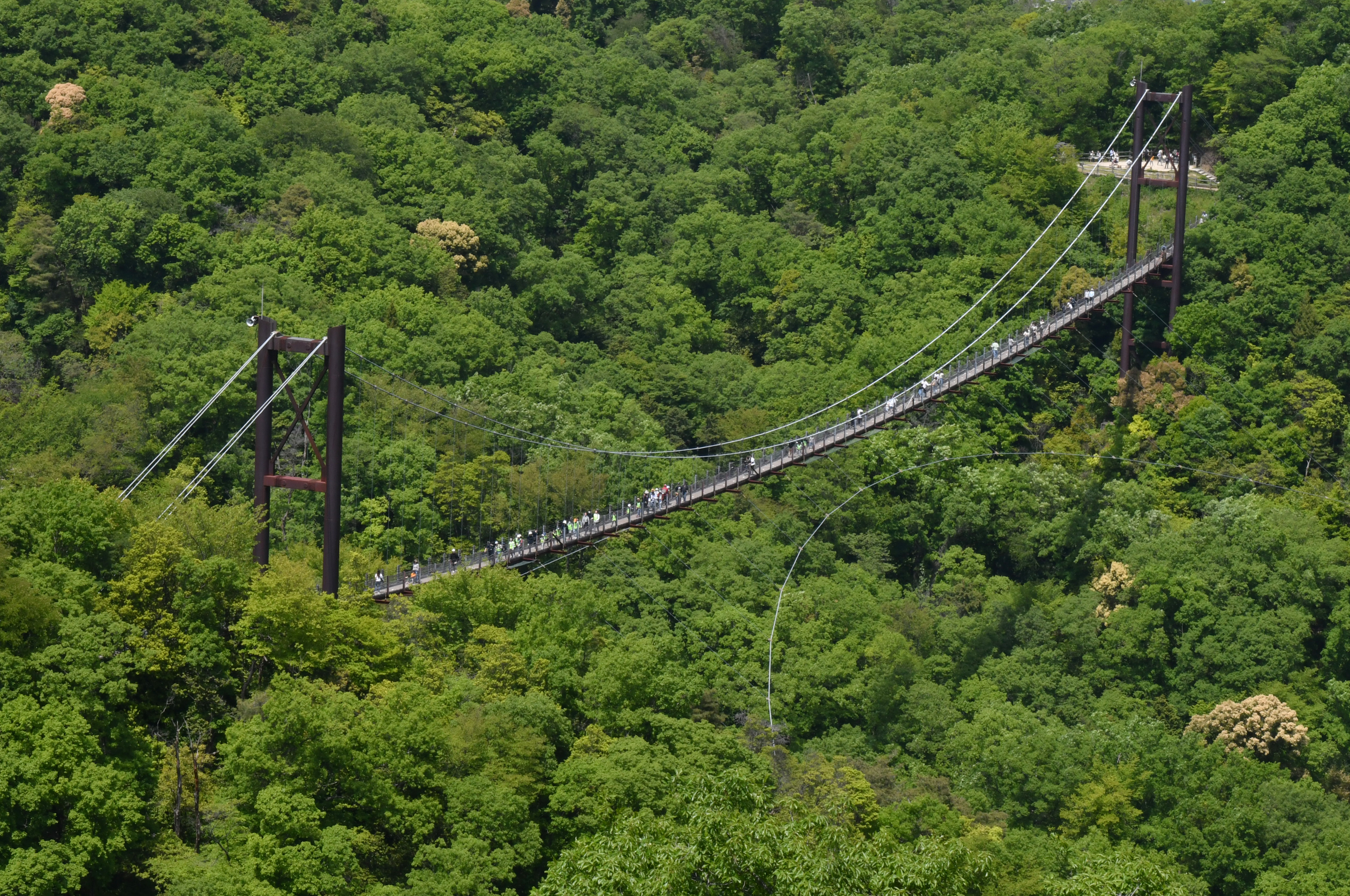 動画】【映えるかんさい】森に埋もれ空中散歩 ほしだ園地 - 産経ニュース