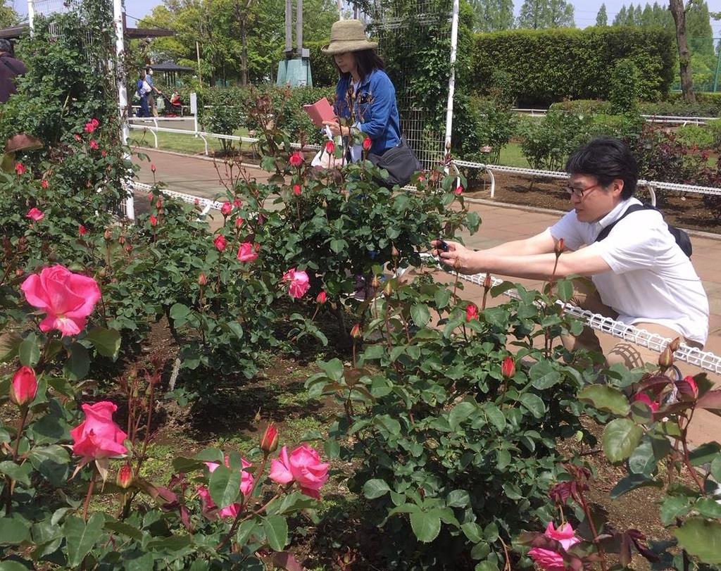 バラまつり が３日開幕 埼玉 伊奈町 県内最大のバラ園 産経ニュース