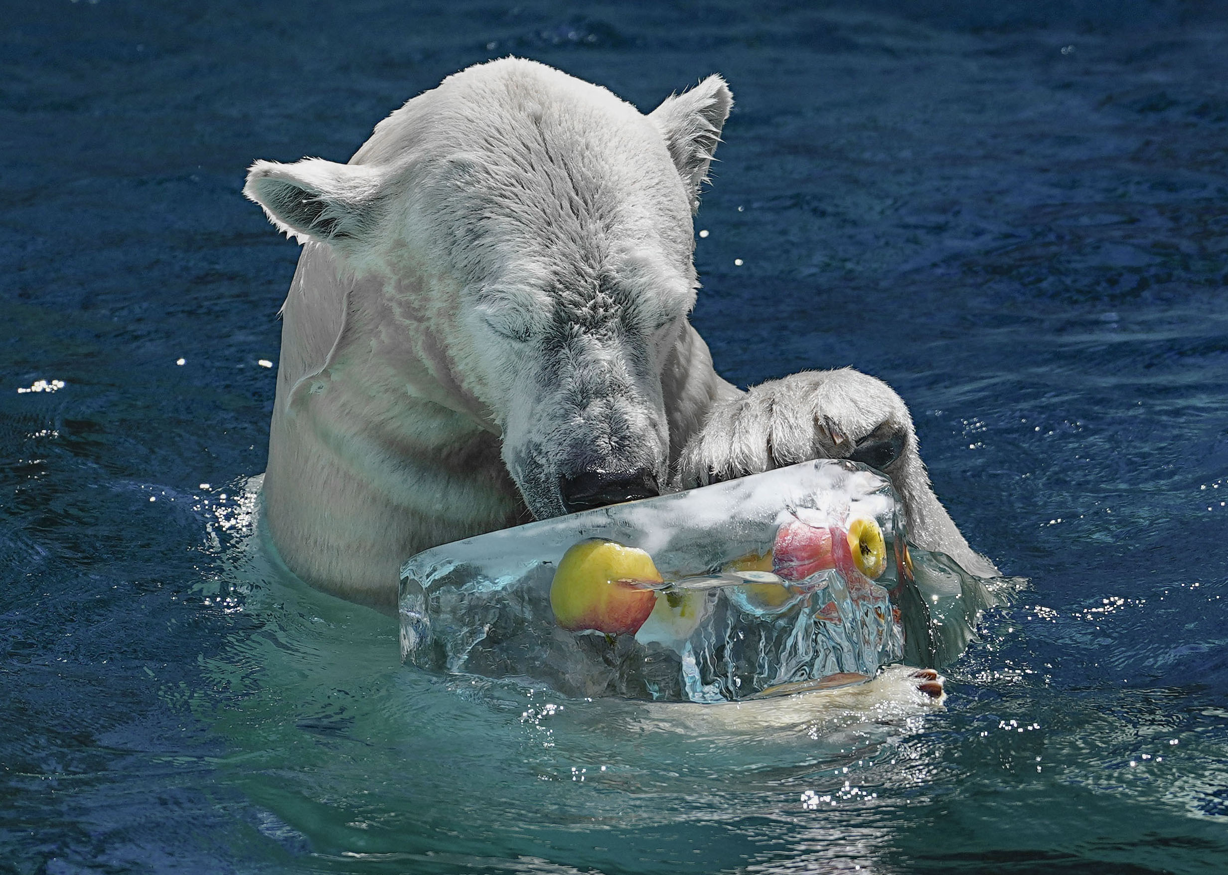 ホッキョクグマ、氷でぷかり 大阪・天王寺動物園 - サンスポ