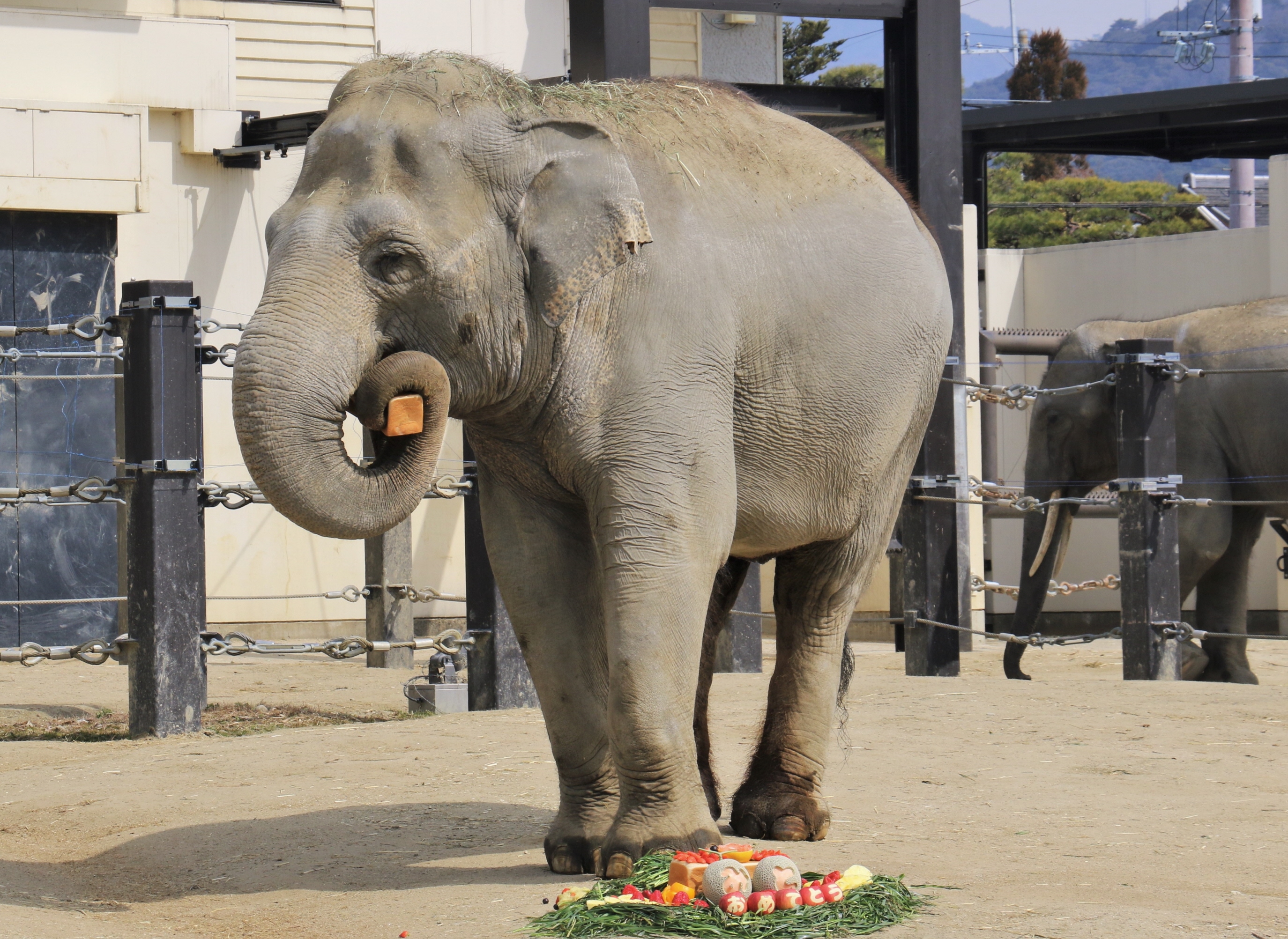引きこもりから復活 ゾウの美都５１歳の誕生日 産経ニュース