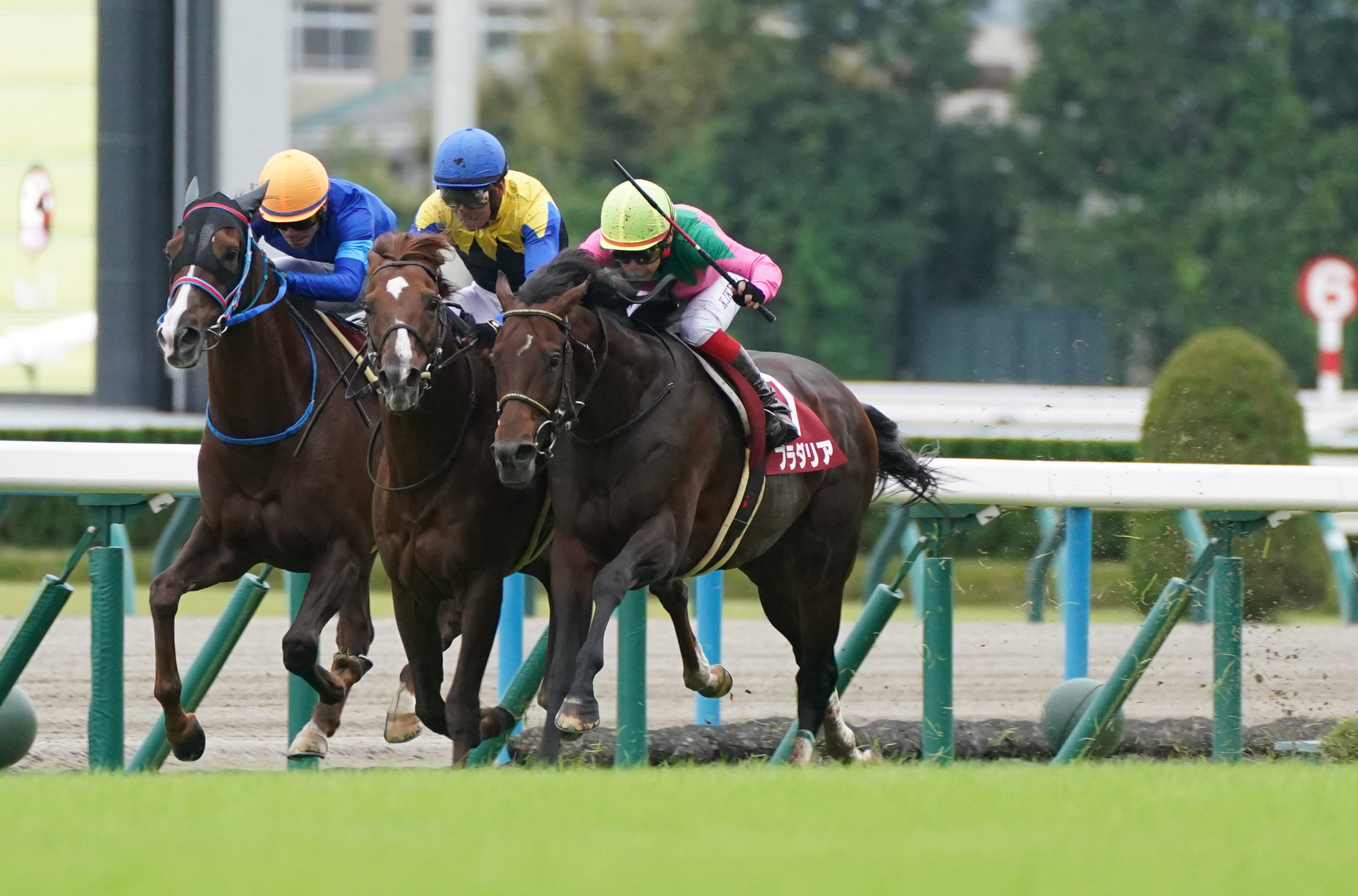 【３歳以上次走報】プラダリアはジャパンＣか香港ヴァーズへ