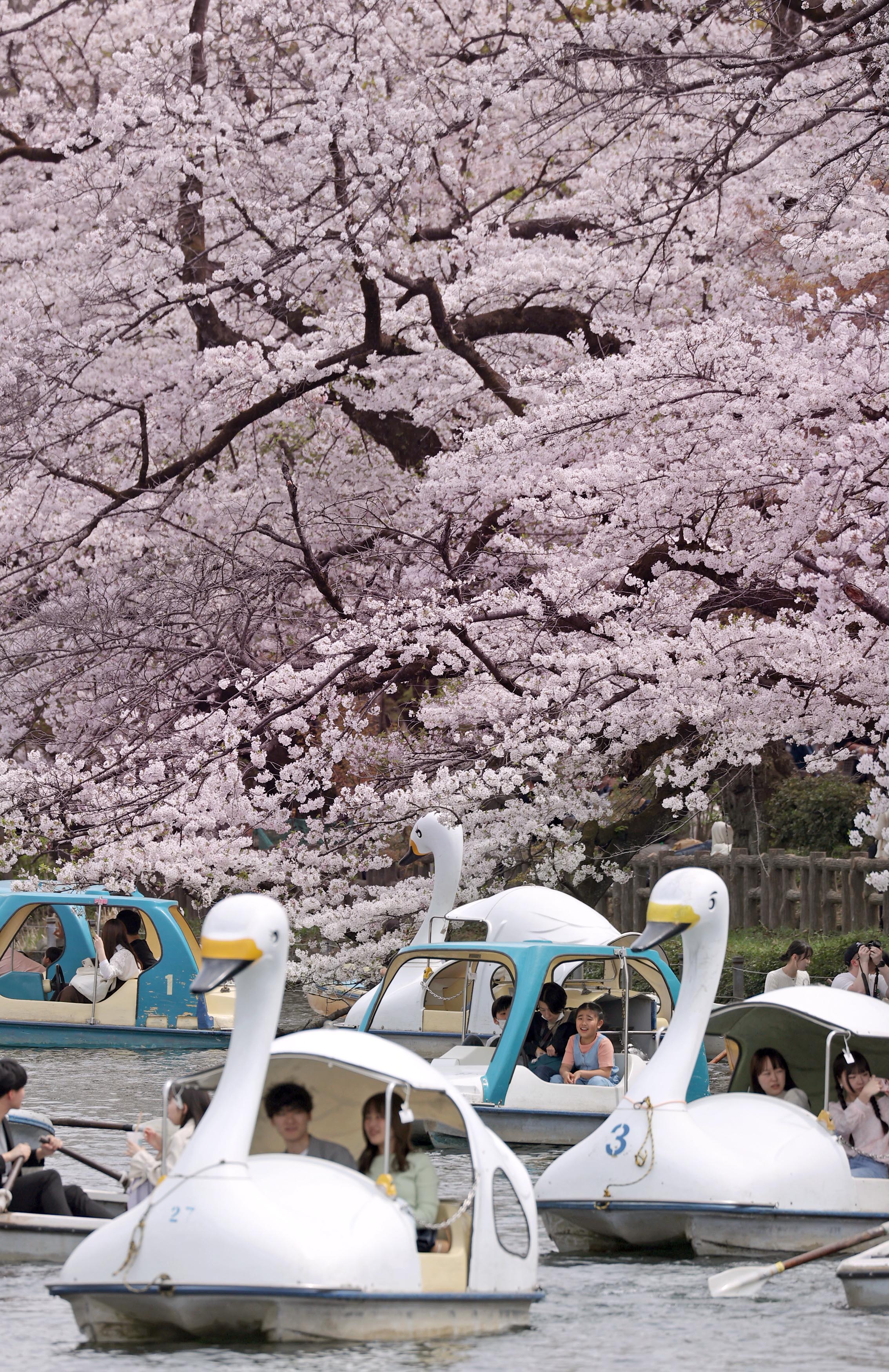 約400本の桜「気持ちが晴れやかに」 東京・井の頭公園、花見客らで