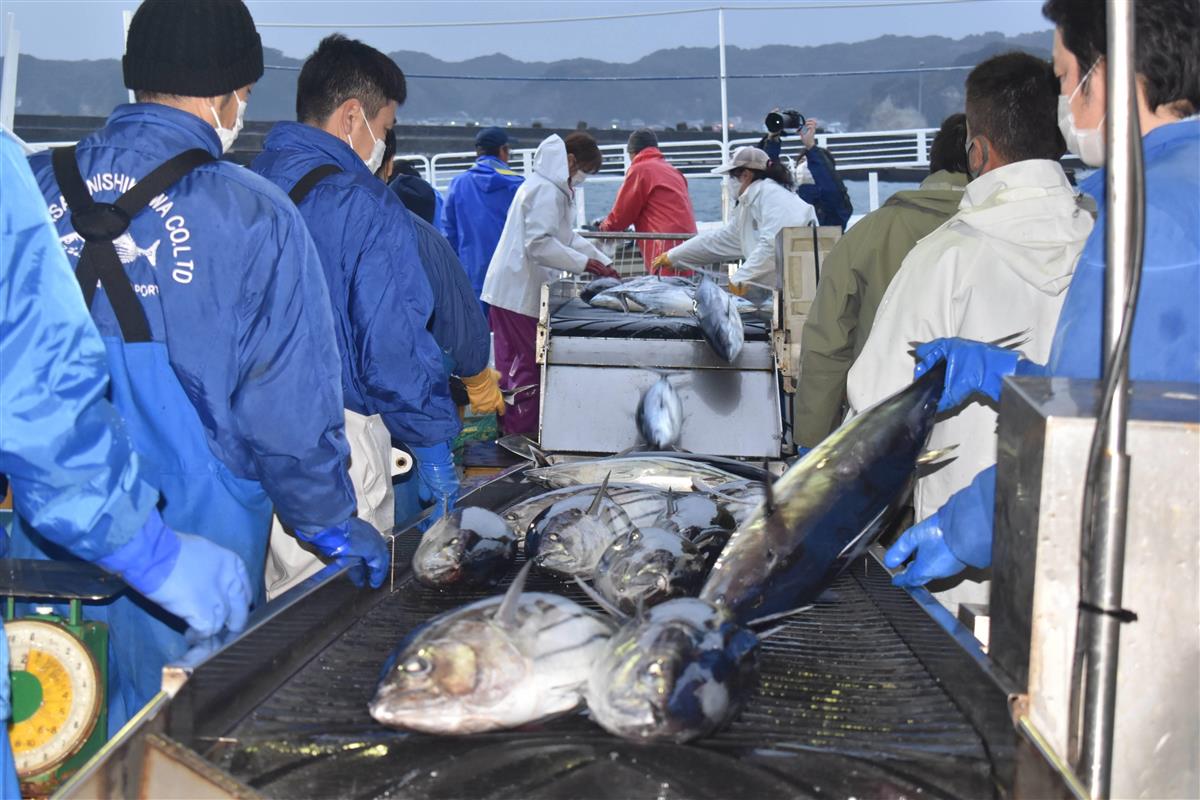 千葉 勝浦港でカツオ水揚げ 漁船到着で漁港に活気 産経ニュース