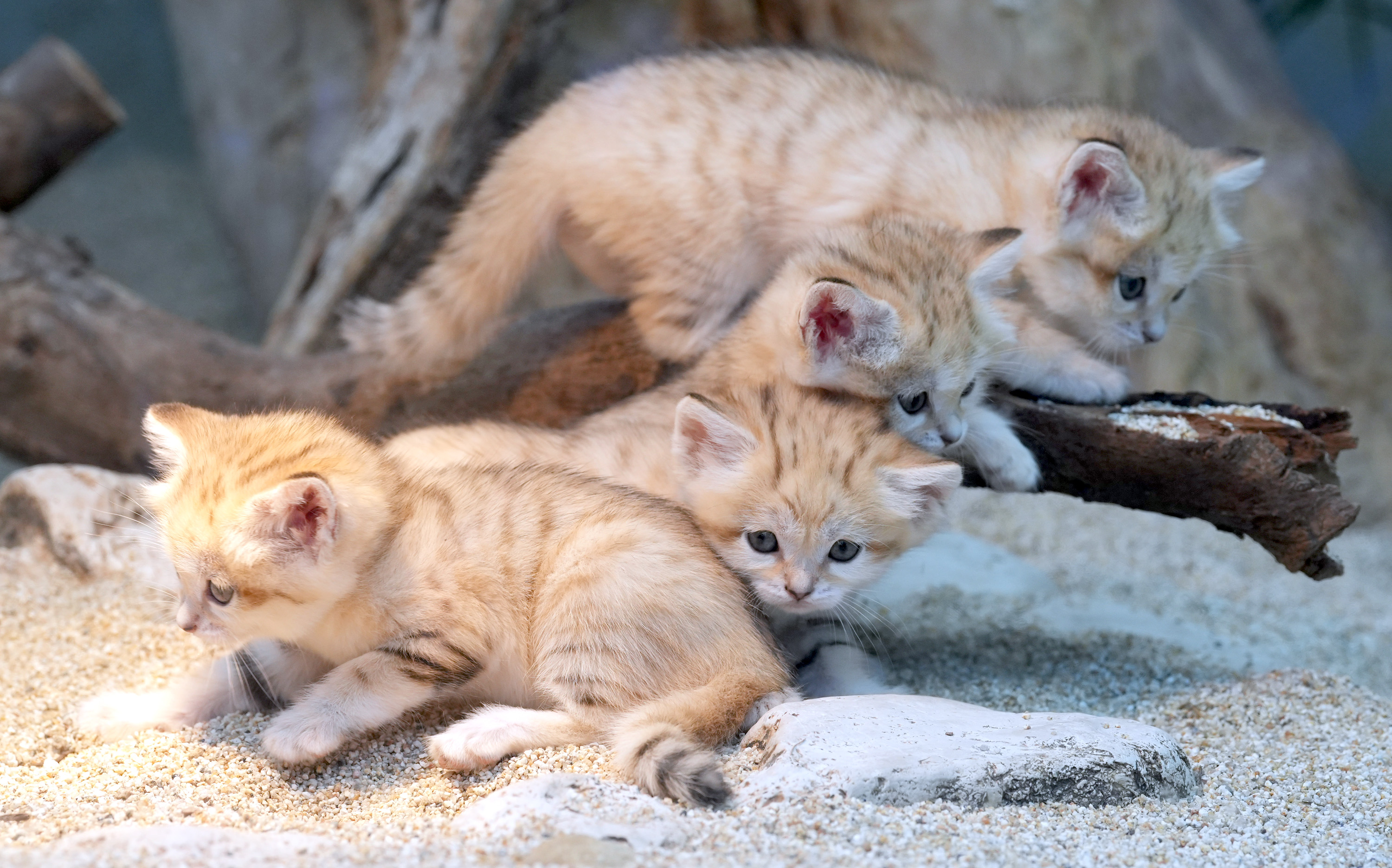フォト特集】「砂漠の天使」 四つ子のスナネコ公開 神戸どうぶつ王国