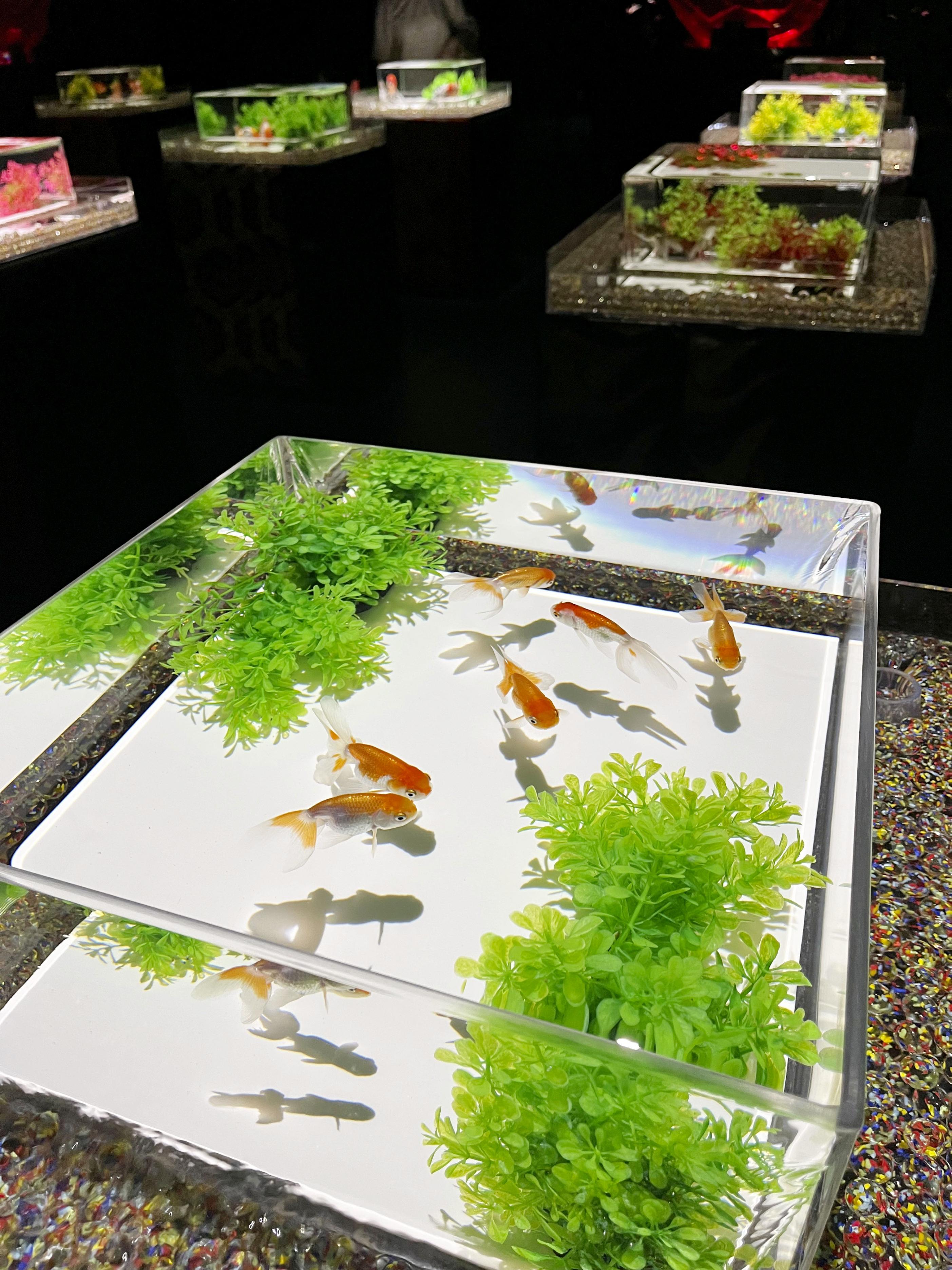 百花繚乱～金魚の館 銀座に進化するアート - 産経ニュース