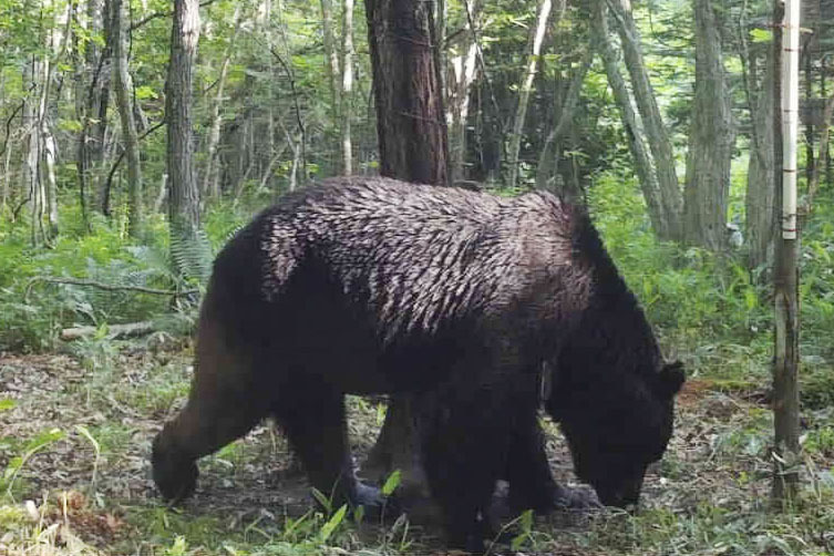 熊肉 凶暴ヒグマ「OSO18」の熊肉、ネット通販で大人気 売り切れ続出