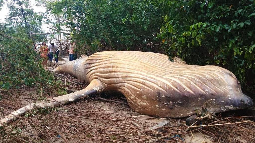 アマゾン密林で発見されたザトウクジラの ミステリー 産経ニュース