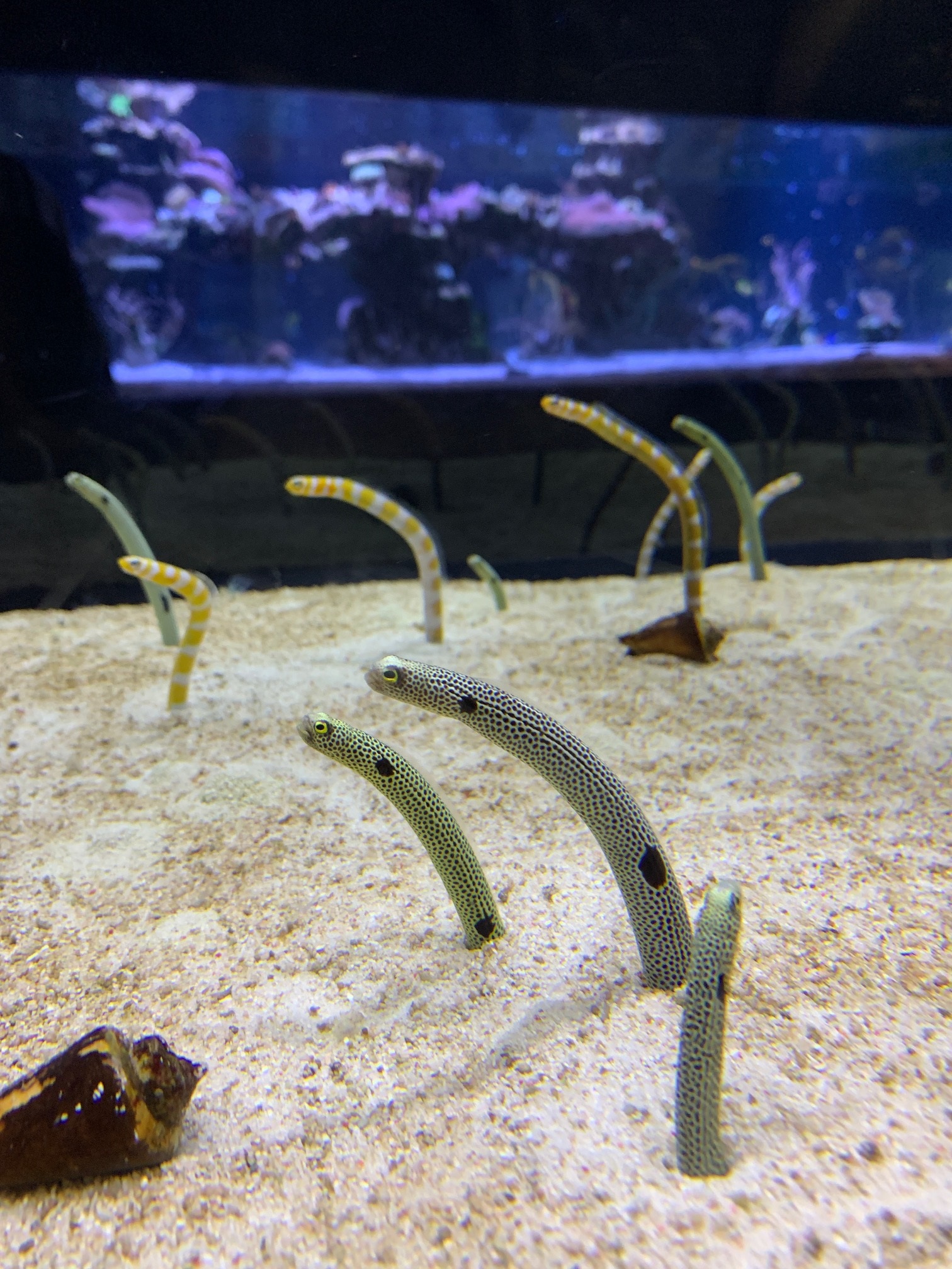 油絵 ゆうみ様専用 チンアナゴの間を泳ぐ仲良し魚
