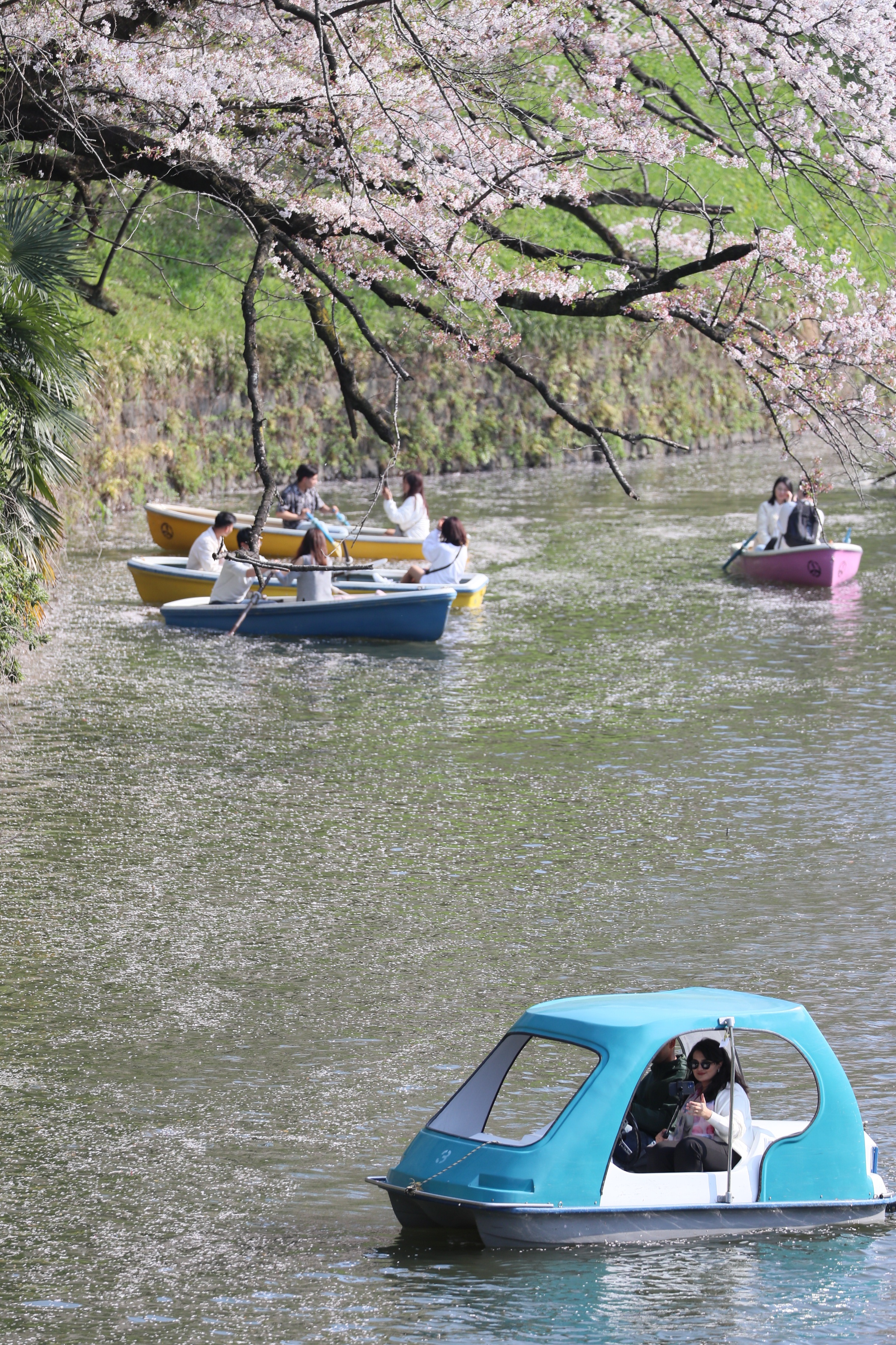 動画】【フォト＆動画】千鳥ヶ淵の「花筏」 水面彩る - 産経ニュース