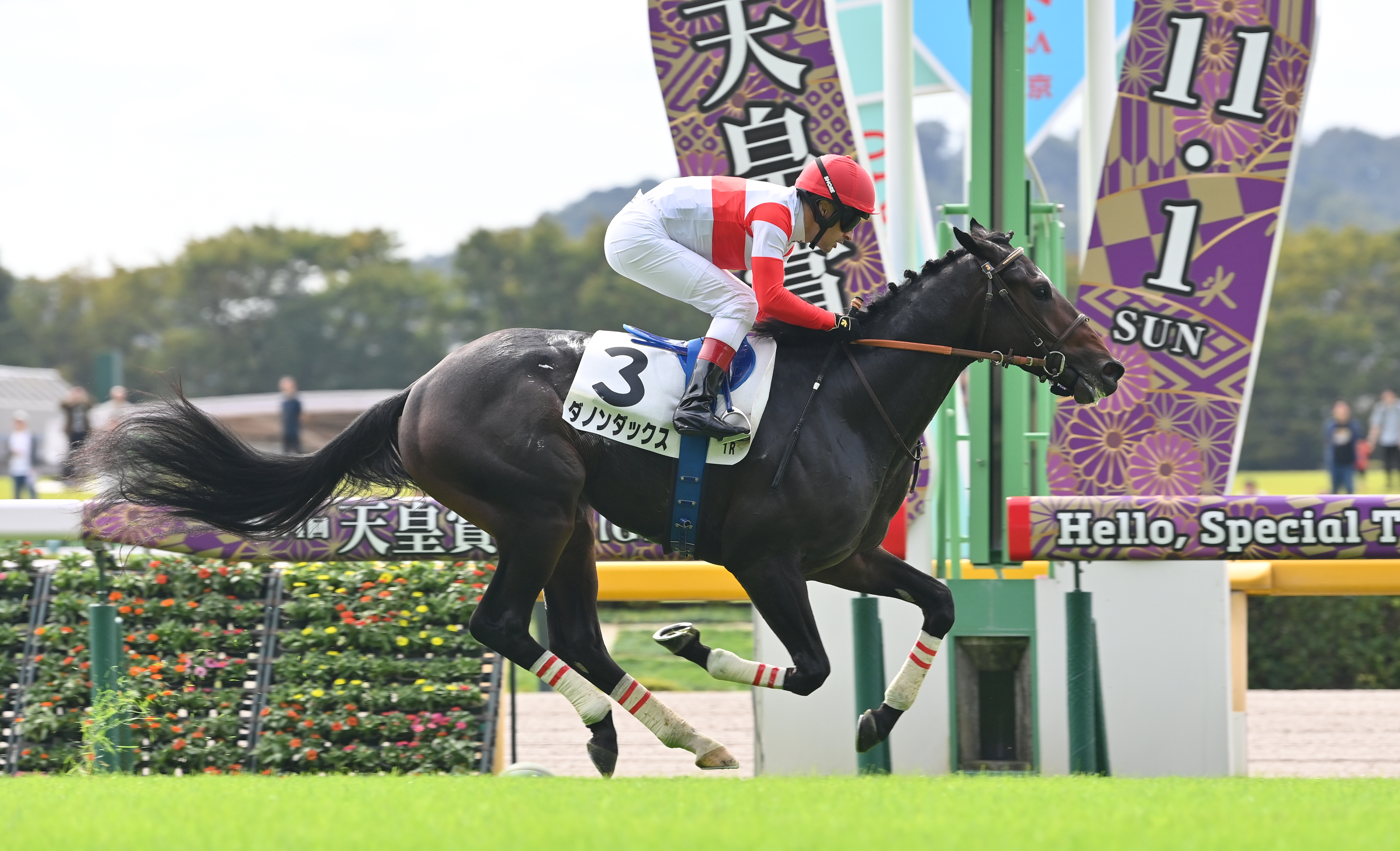 2歳未勝利・東京1R】ルメール騎手が名付け親のダノンダックスが2戦目で