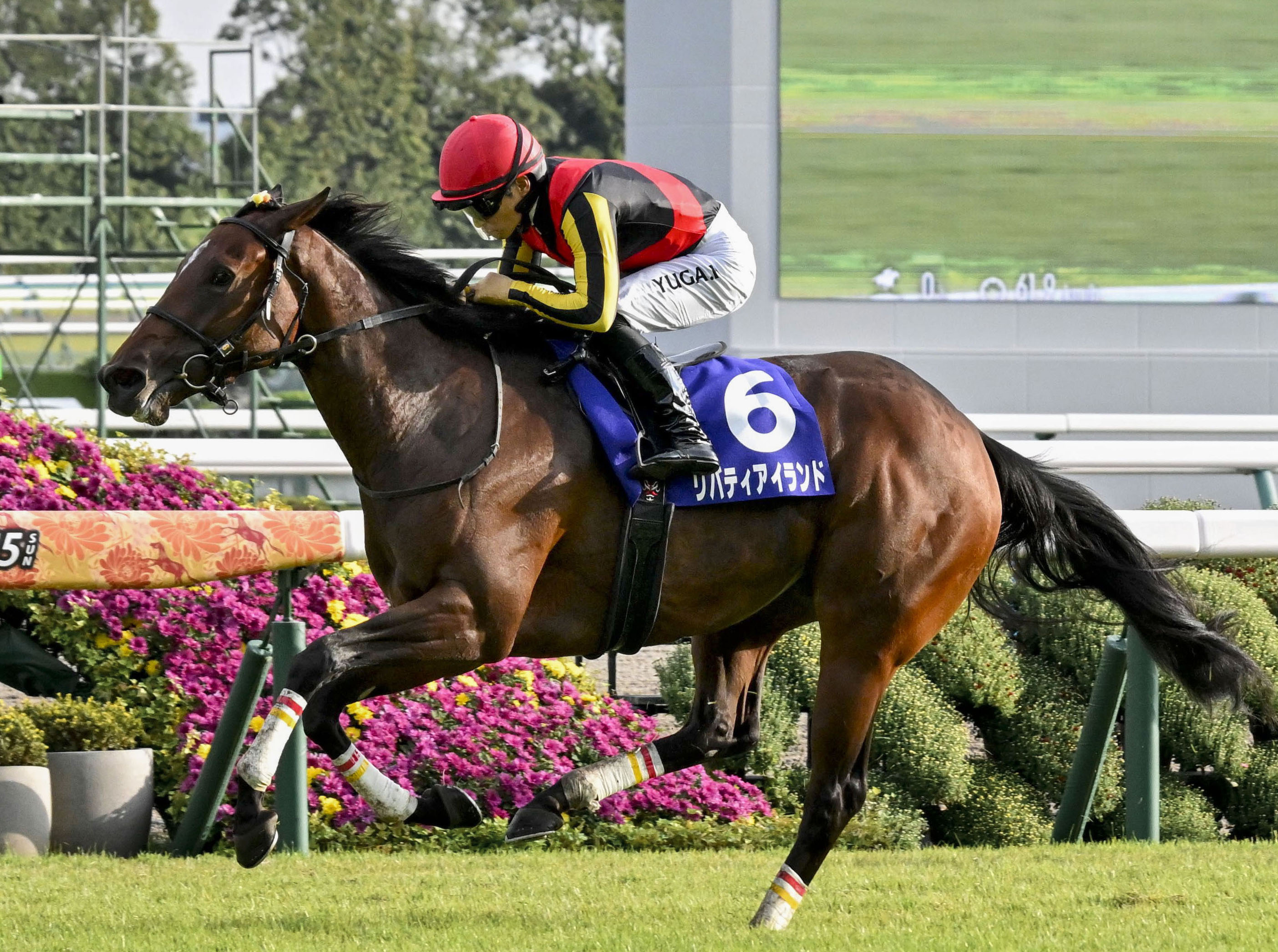 3冠牝馬リバティアイランドが安楽死、香港のG1レースで故障