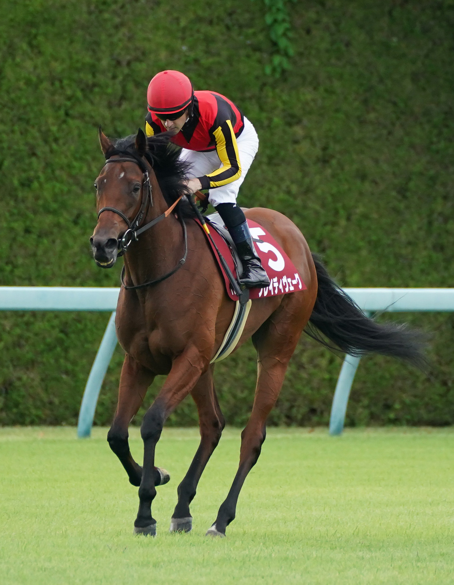 【サンライズＣ】ブラックバトラー上昇ムードで重賞連勝