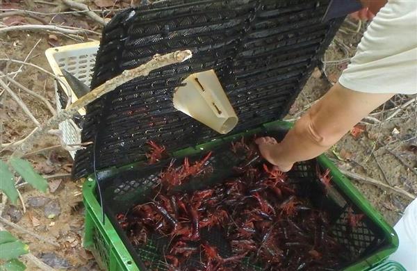 ソロモンの頭巾 アメリカザリガニ 省力型の連続捕獲装置が登場 長辻象平 1 2ページ 産経ニュース