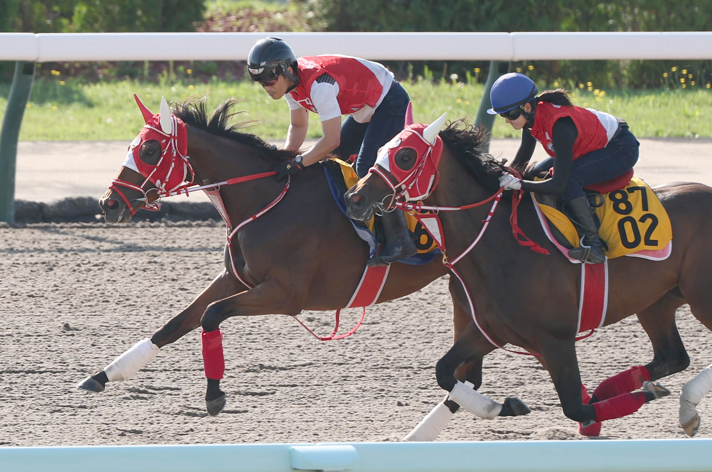 競馬メーンレースの勝ち馬は最終レースでわかる入手困難品クーポン限定ポイント殺菌済 ホーギー 牡3歳 ※中央競馬 登録抹消 | サラブレッドオークション