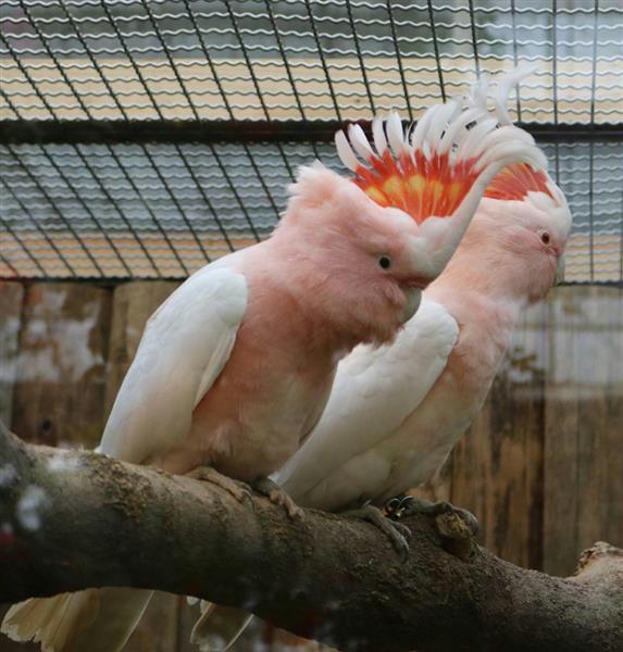 ラブラブ クルマサカオウム つがい 来園者に人気 神戸どうぶつ王国 産経ニュース