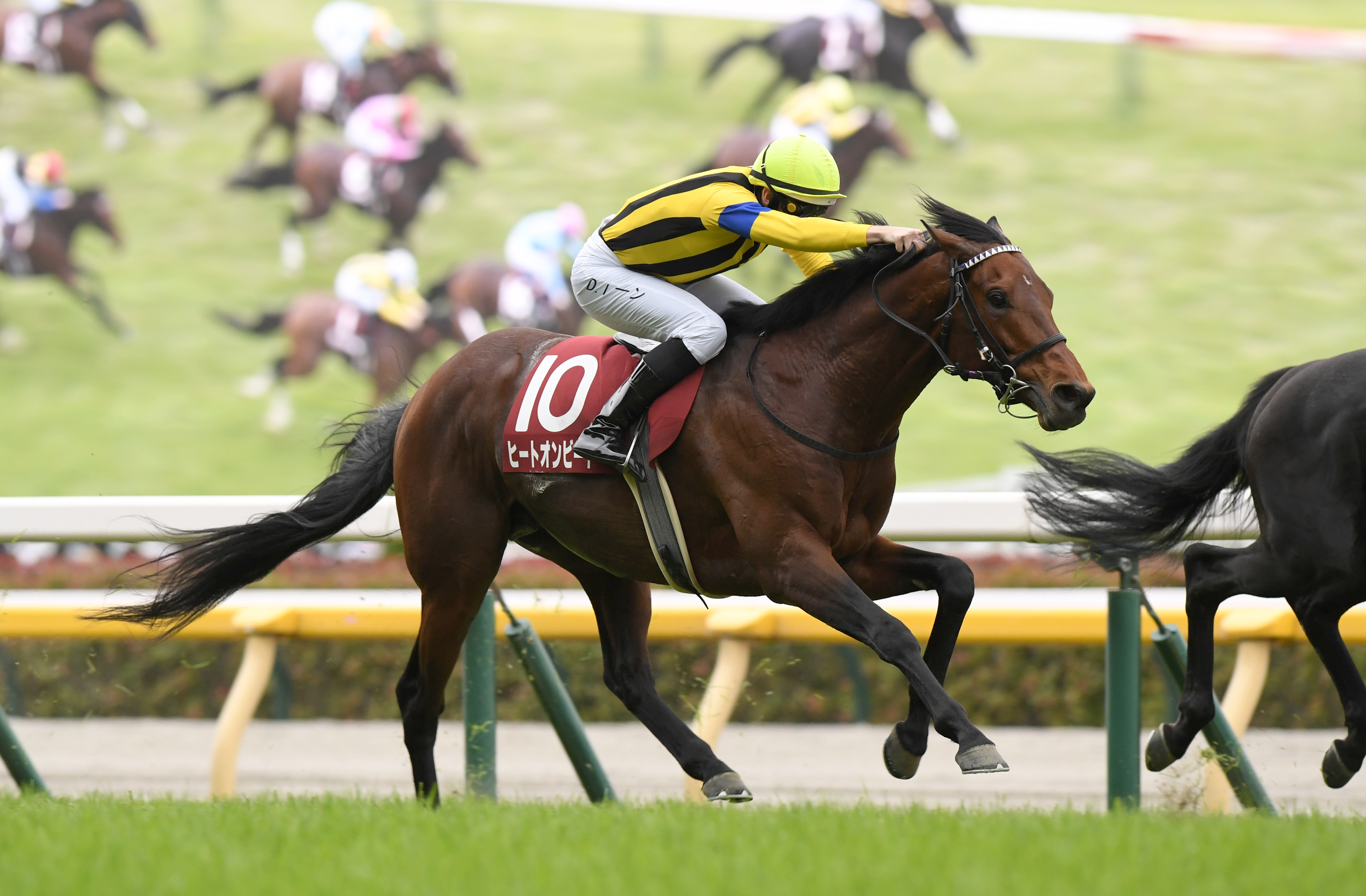 新潟ジャンプS】目黒記念勝ち馬ヒートオンビートが障害でも重賞制覇を