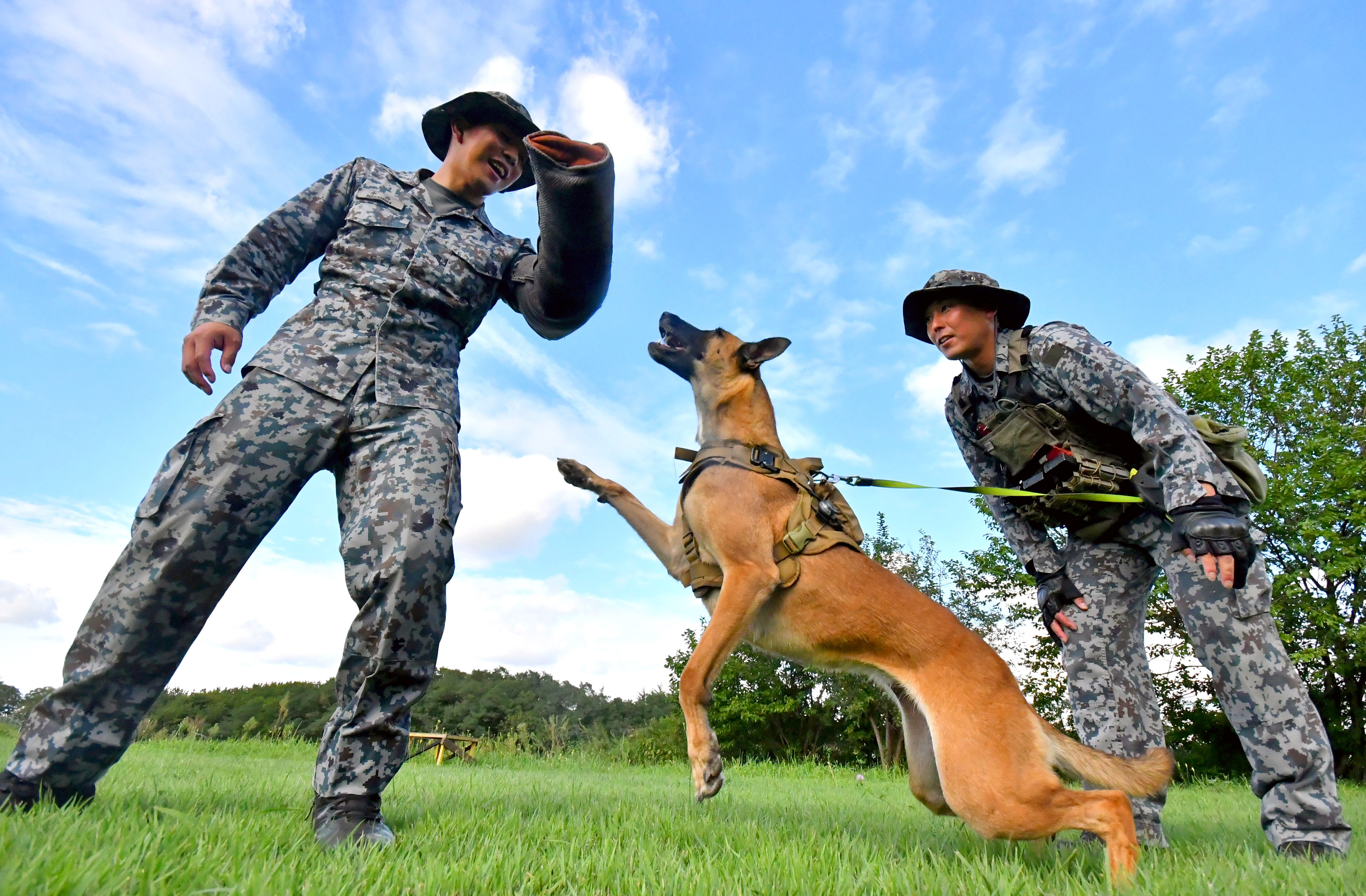 【中古】 災害救助犬がんばる/ポプラ社/舟越健之輔 災害救助犬がんばる: 中古 | 舟越健之輔 | 古本の通販ならネットオフ