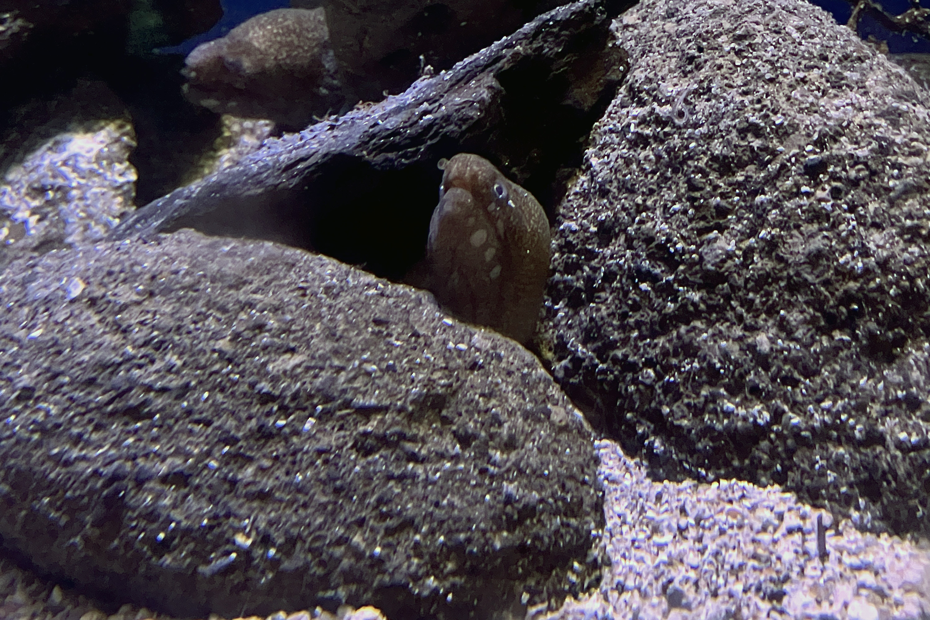 謎のウツボ2種をアワウツボ、サガミウツボと命名 新江ノ島水族館と生命