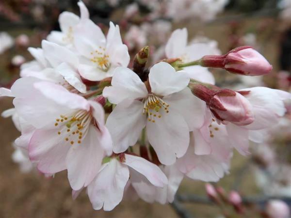 クローズアップ科学 桜の王者 ソメイヨシノ 見えてきた起源 クローンの弱点も 1 3ページ 産経ニュース
