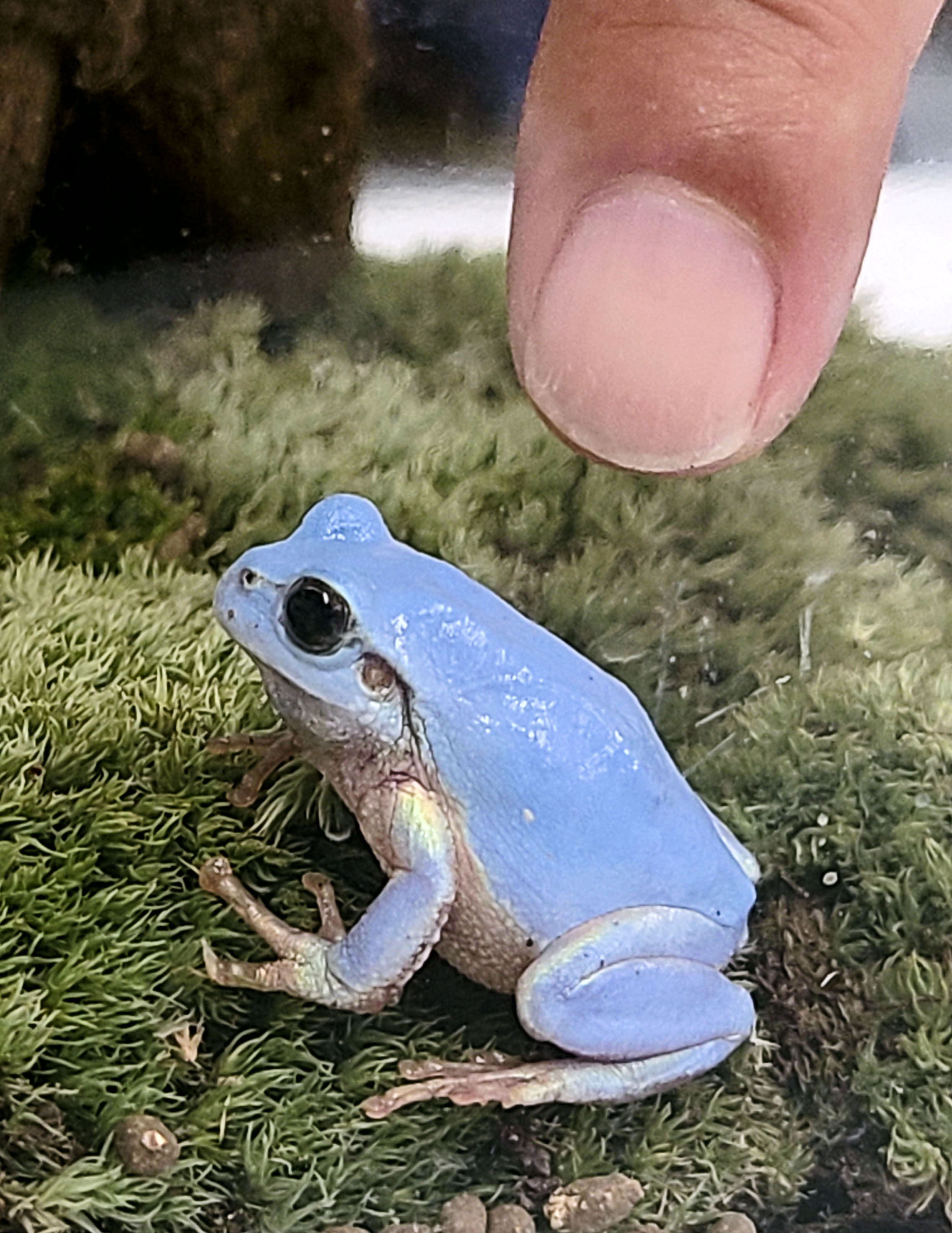 水色アマガエル 【公式通販】