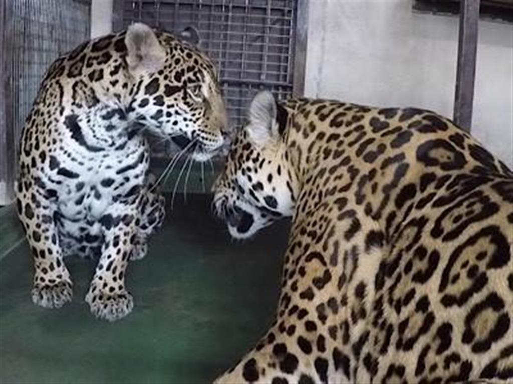 マッキーの動物園日記 休園中にジャガーのペアが育む 肉食愛 産経ニュース