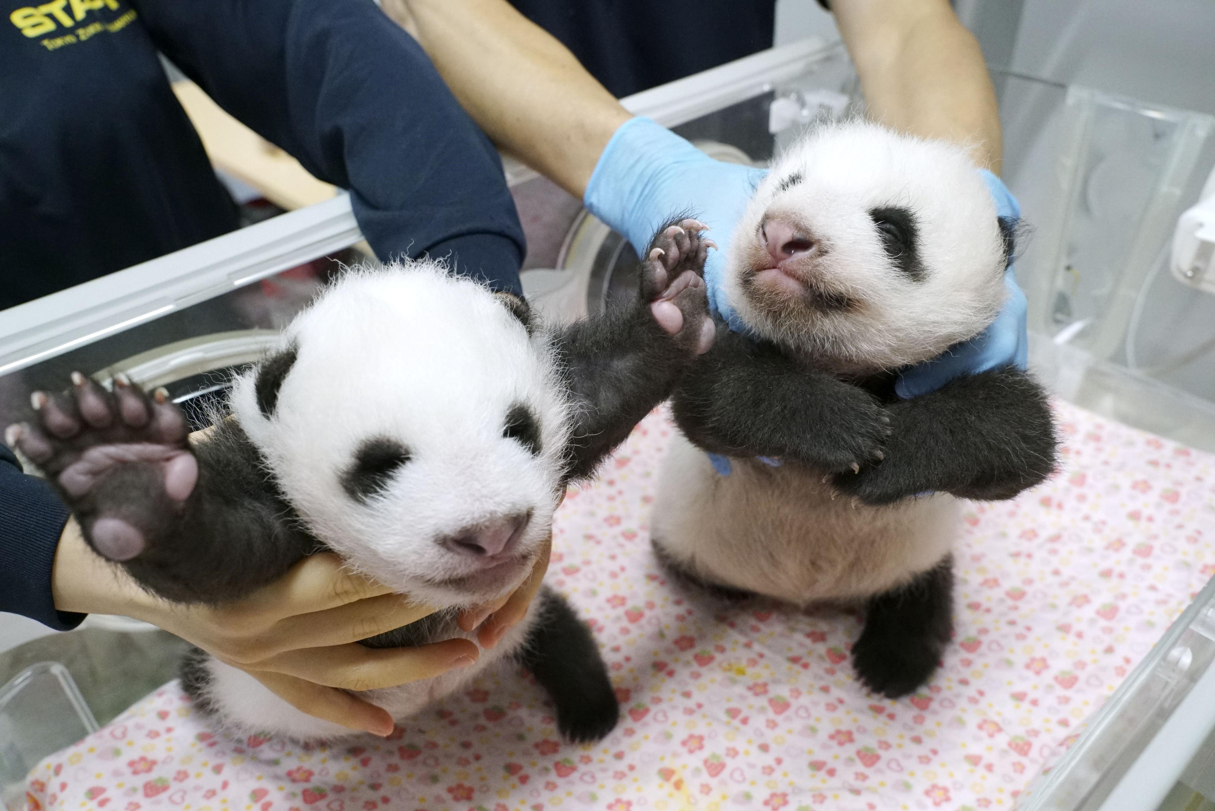 動画 双子の赤ちゃんパンダ 目も開き発育良好 上野 生後５０日 産経ニュース