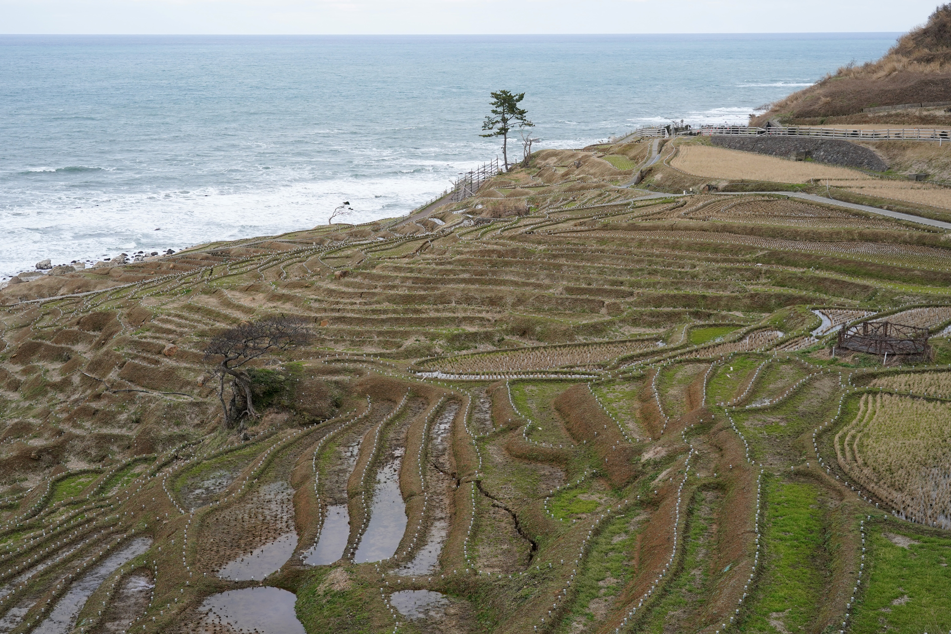 動画】【フォト＆動画】あぜの明かりは消えず 能登・輪島の白米千枚田