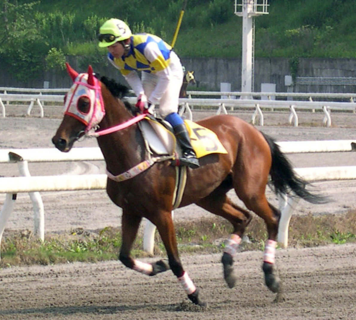 高知競馬 ハルウララ号 根付け　#1 ハローキティ根付け 高知競馬ハルウララ号 - メルカリ