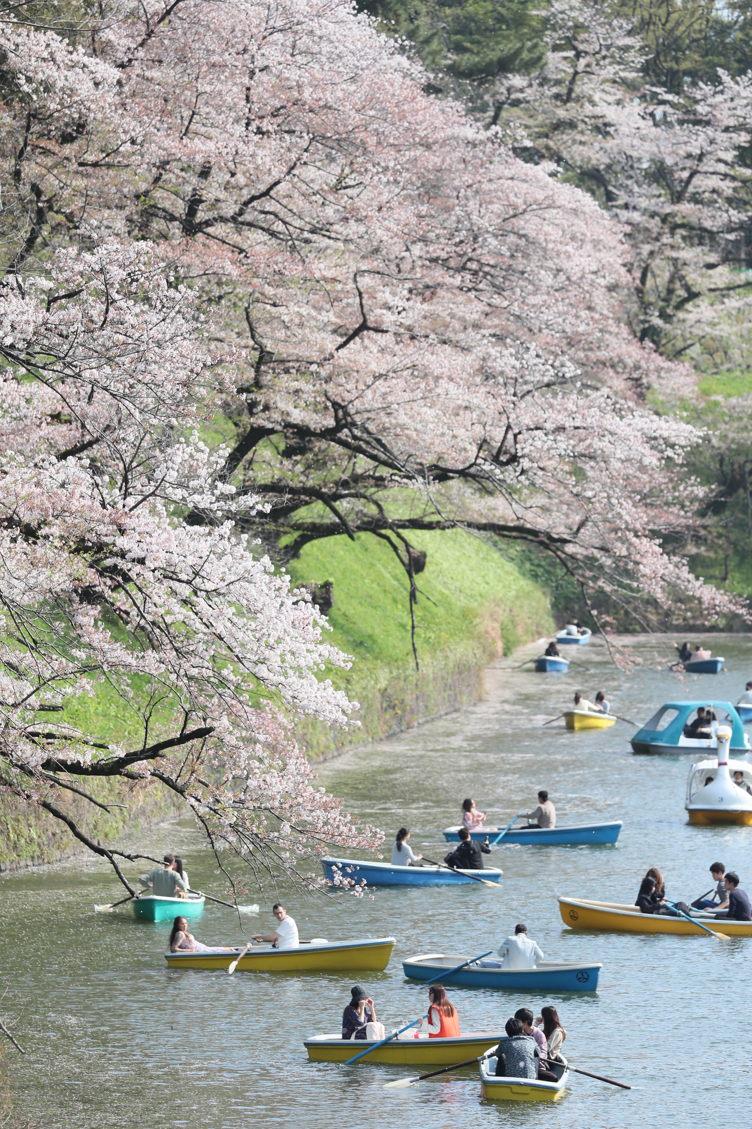 動画】【フォト＆動画】千鳥ヶ淵の「花筏」 水面彩る - 産経ニュース