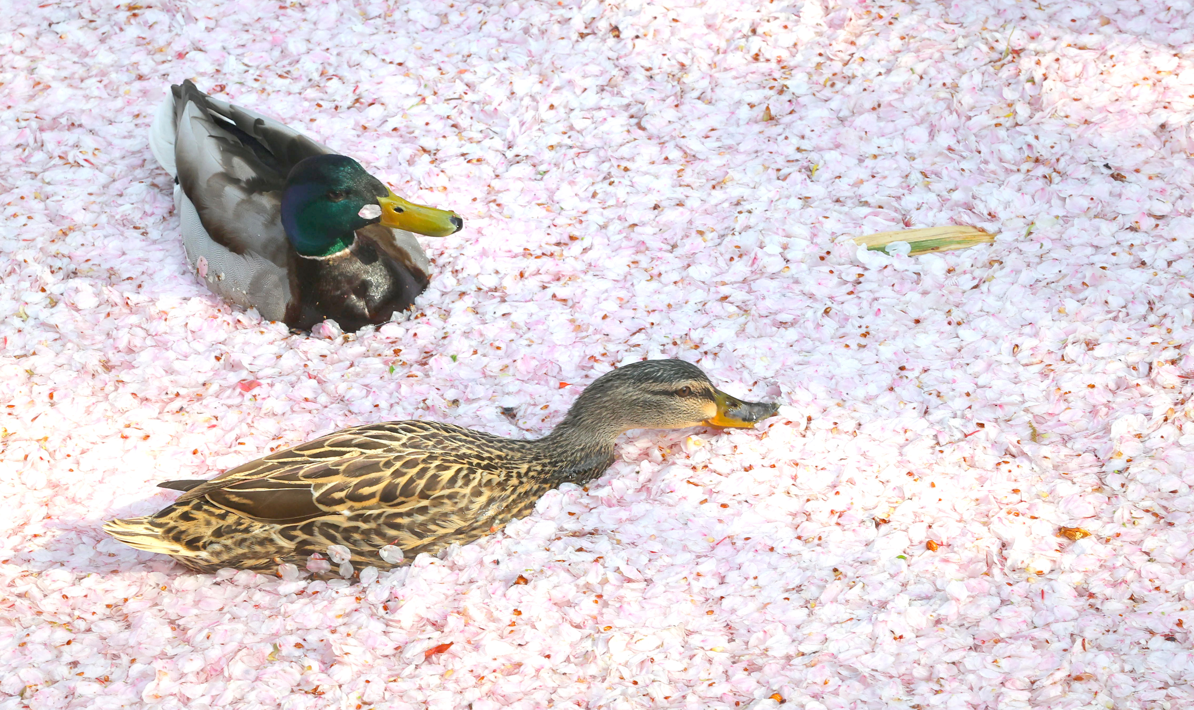 柘植彫 象嵌 根付「花筏 図 水鳥 と 桜の花びら 」 無銘だが名品 散った桜の花びらが水面を埋め尽くす「花筏」に感嘆 京都・哲学の道で