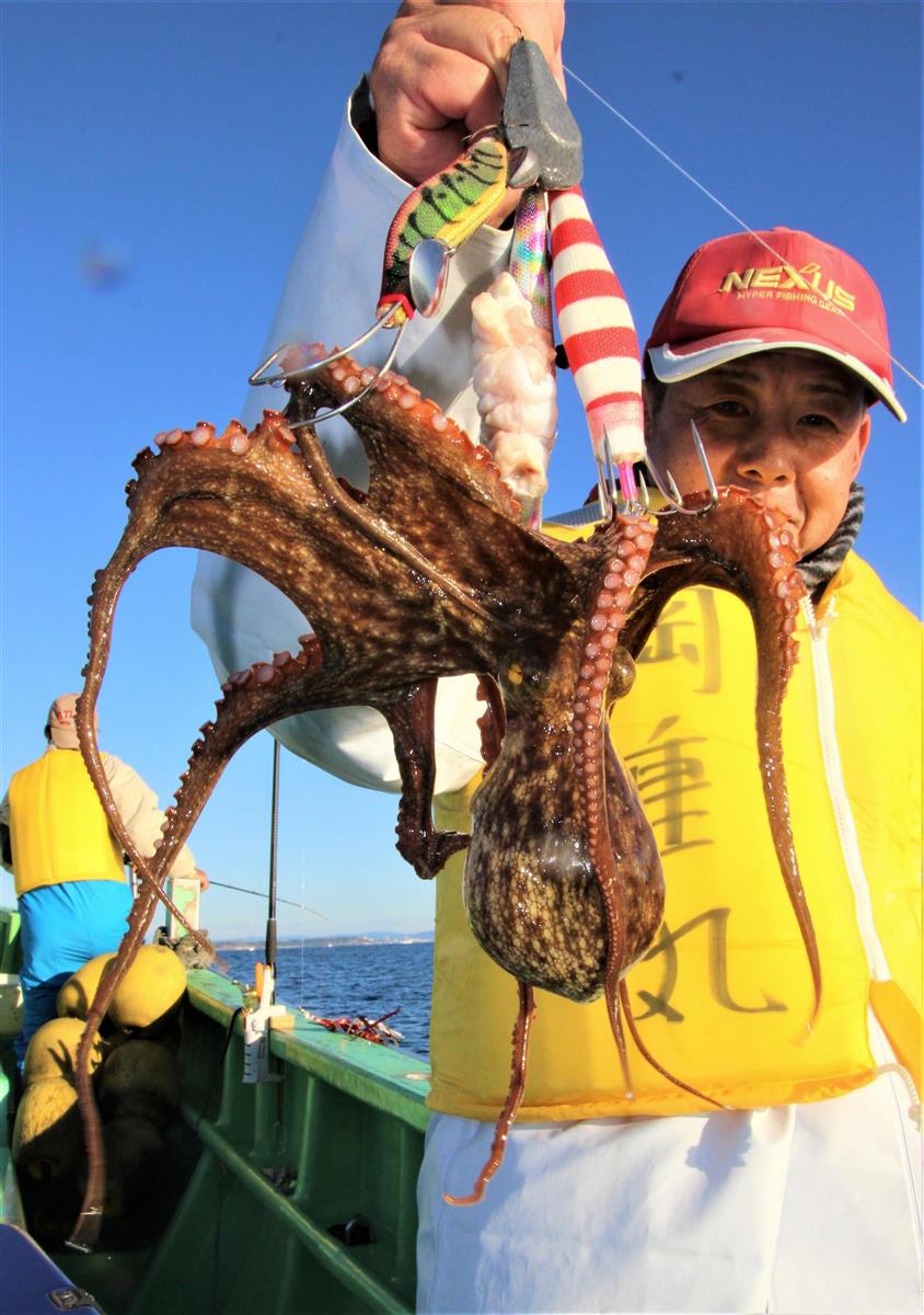 人気の餌木 常磐マダコ 異例の湧きの良さで連日２桁釣果 1 2ページ サンスポ