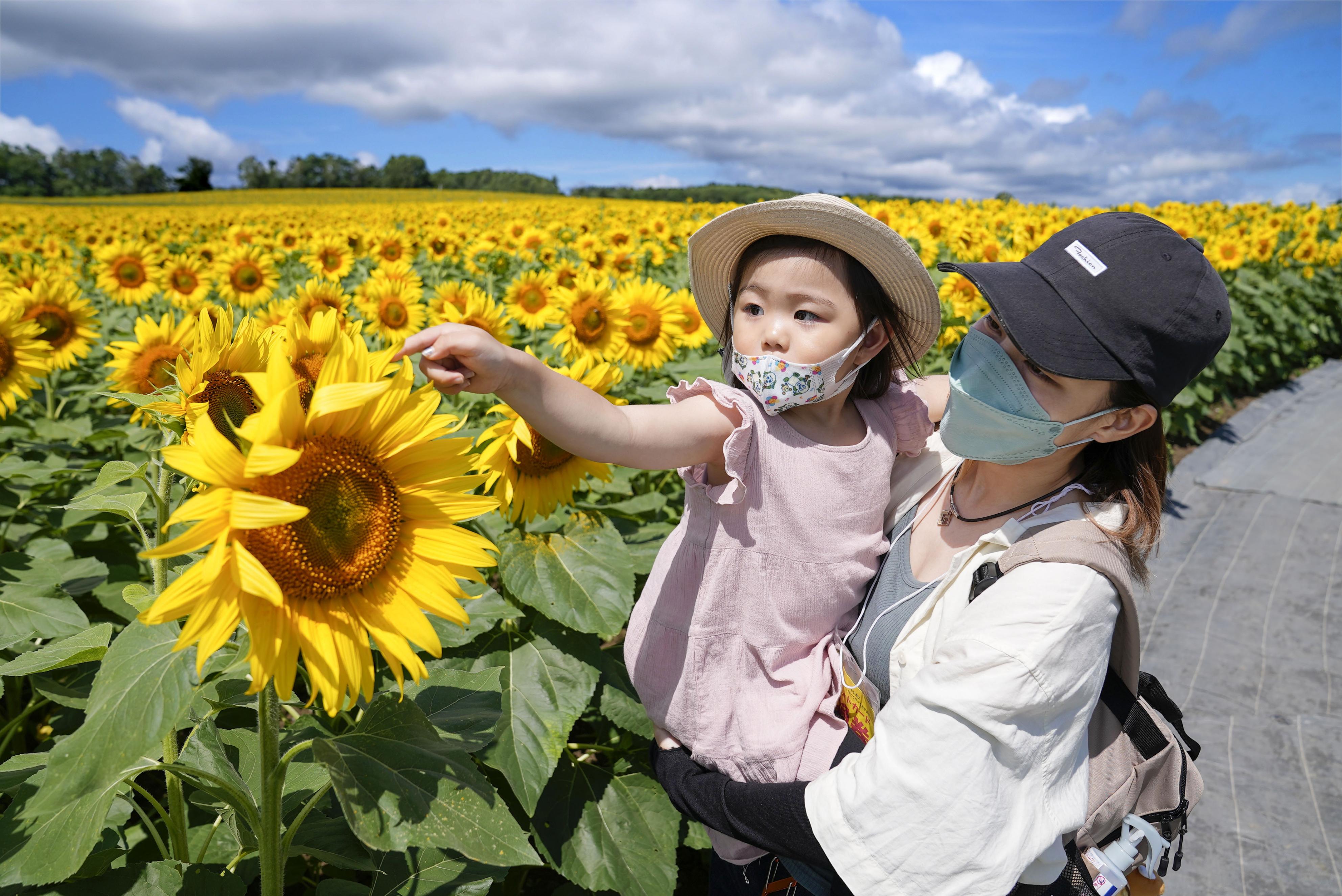 大輪、丘一面 咲き誇るヒマワリ200万本 北海道北竜町 - 産経ニュース