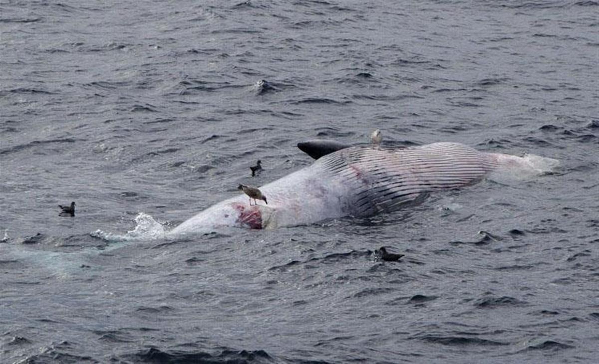 茨城沖にクジラ死骸漂流 全長15メートル、船に注意呼び掛け - 産経
