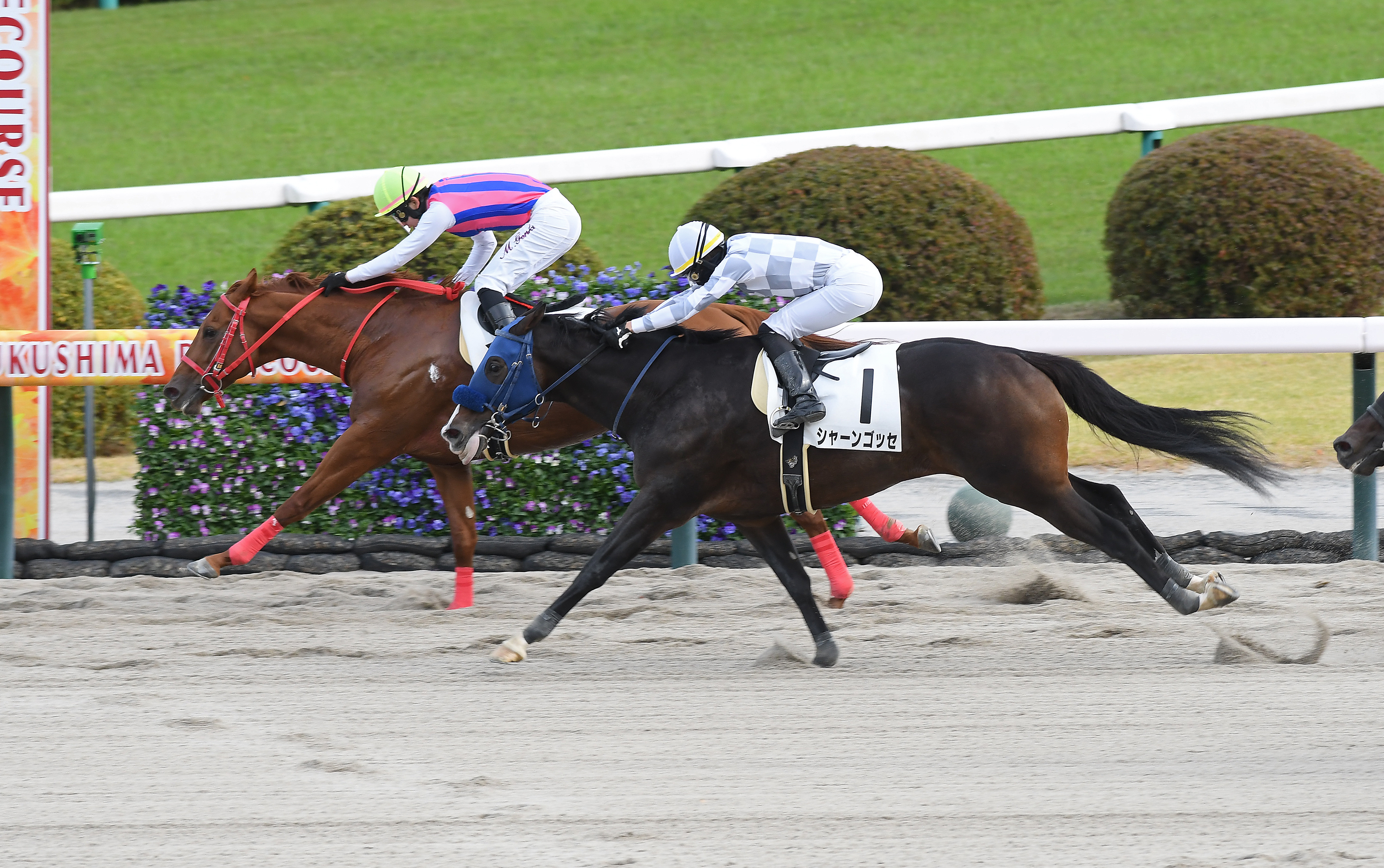 遥かなる世界の競馬地図】3歳以上のJRA現役産駒が1頭だけ！ 激レアな