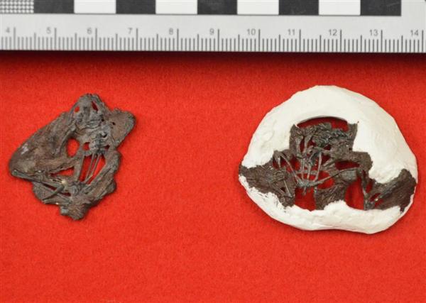 化石 白亜紀のカエル全身化石が新属新種と判明…日本初！！兵庫・人と自然の