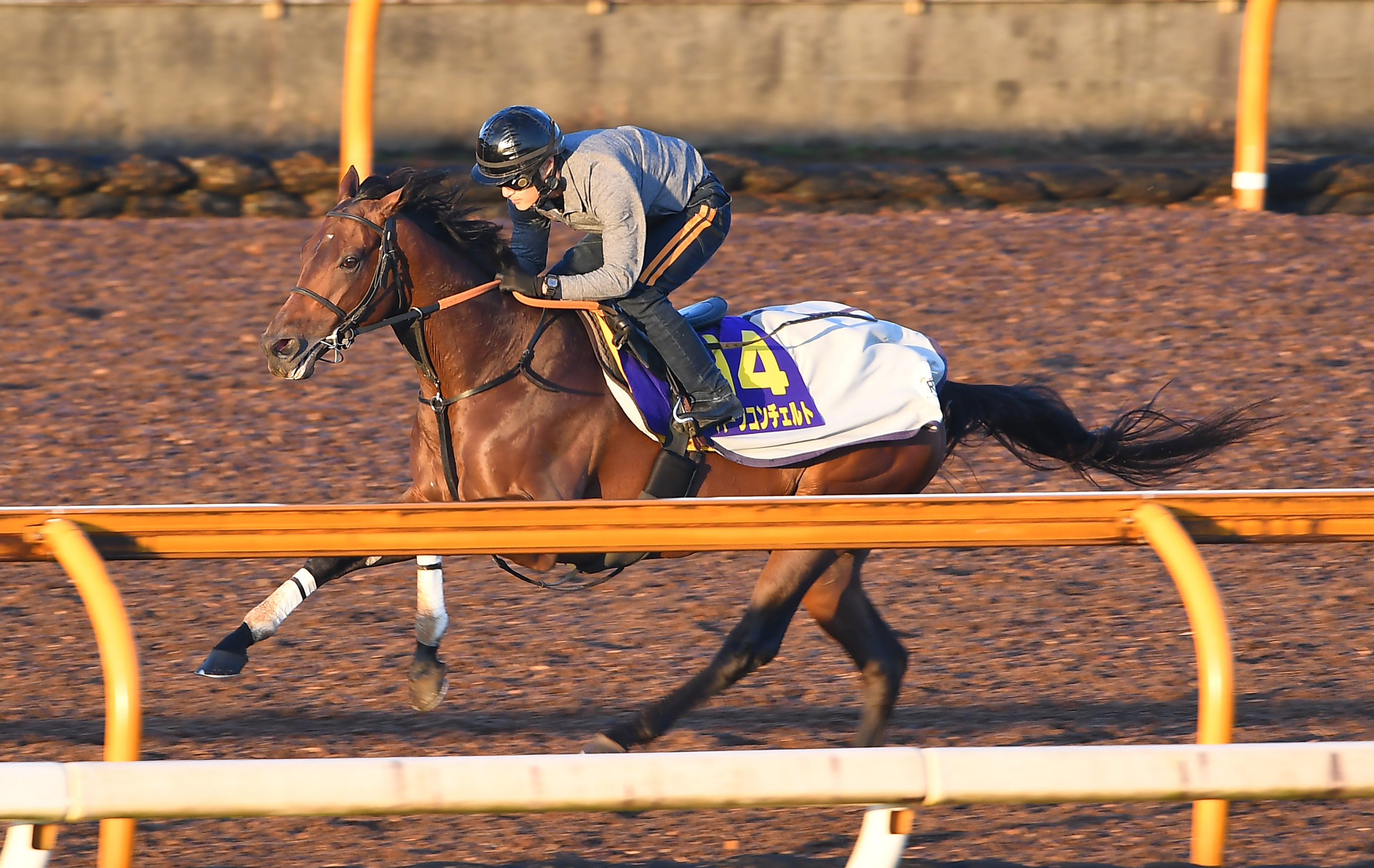 【菊花賞】ハーツコンチェルト上昇ムード 武井師「前走よりいい」