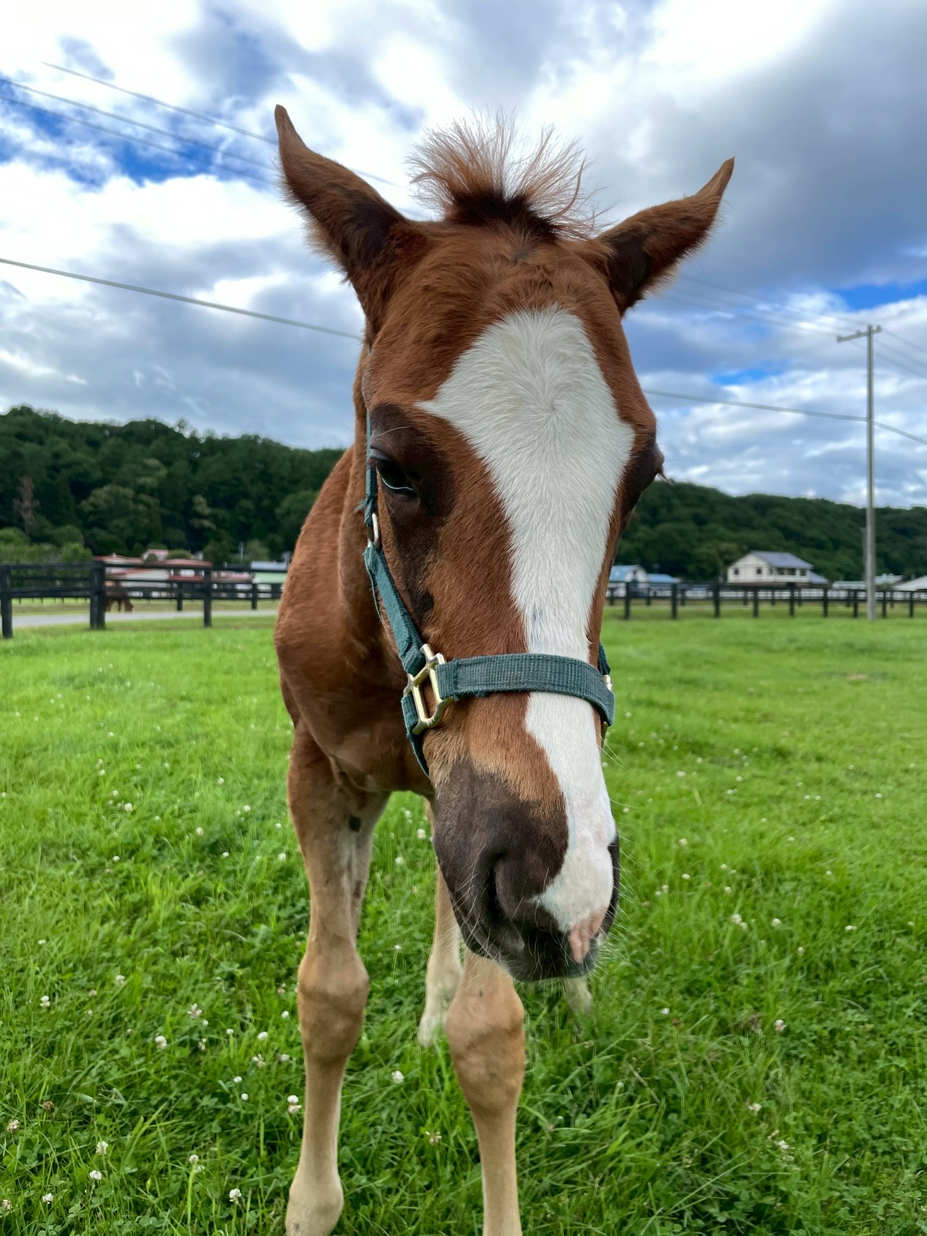 牧場物語 東京優駿への蹄音①】レディネス＆トッピボーンのフジワラ
