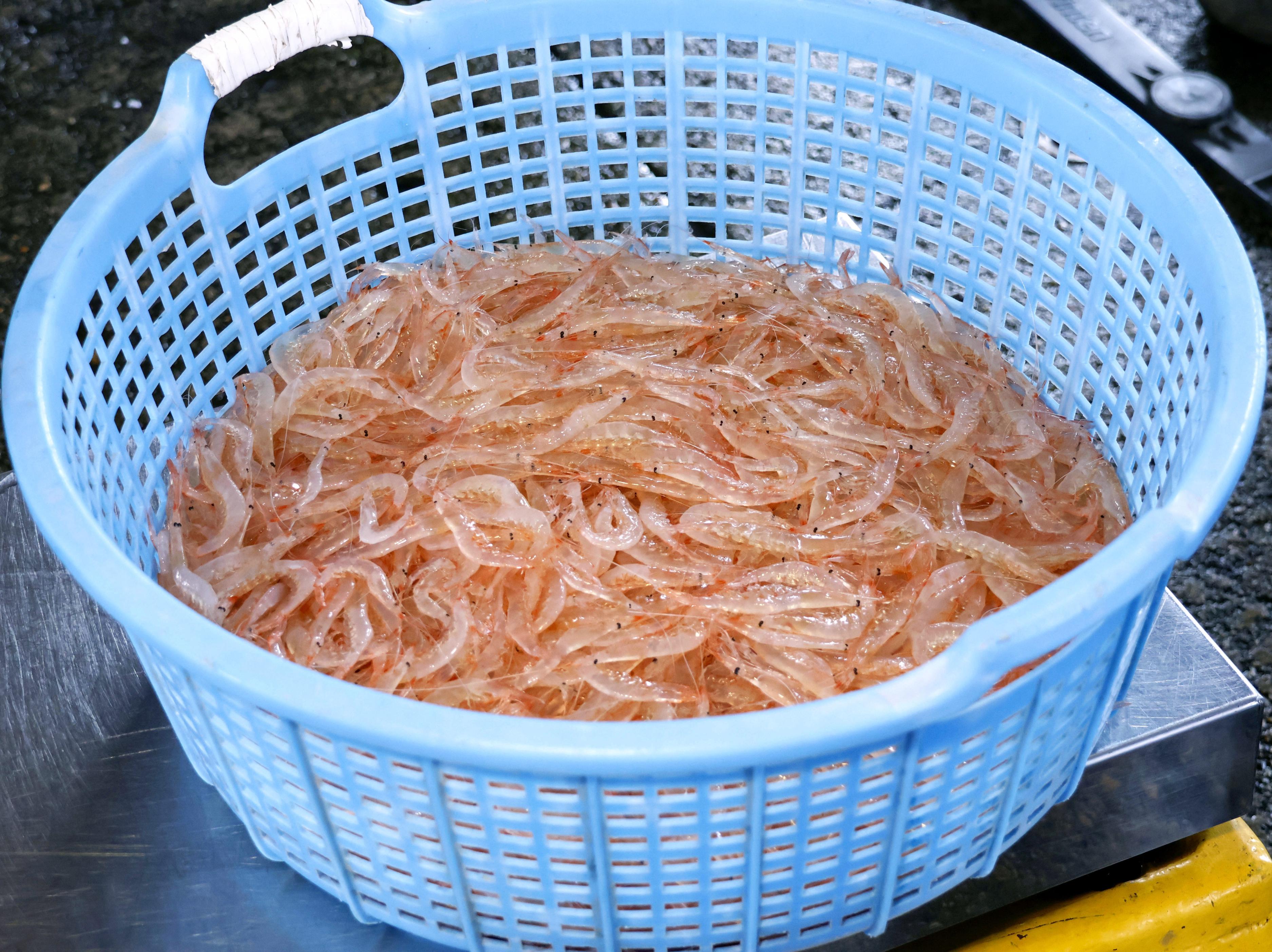 富山湾の「宝石」シロエビ漁開始 - サンスポ