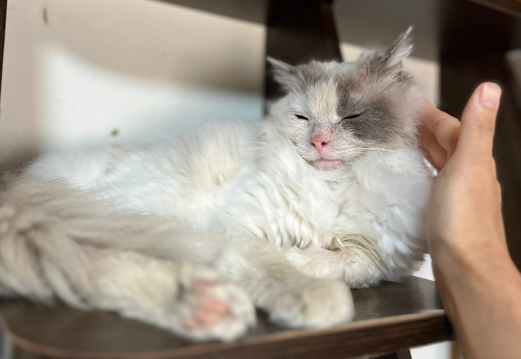 危険な山中に捨てられた猫さん21匹 新たに現れた5匹…京都の「事件」の