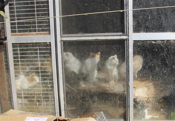 埼玉県の置き去り猫問題】約120匹を飼っていたという「猫屋敷」の
