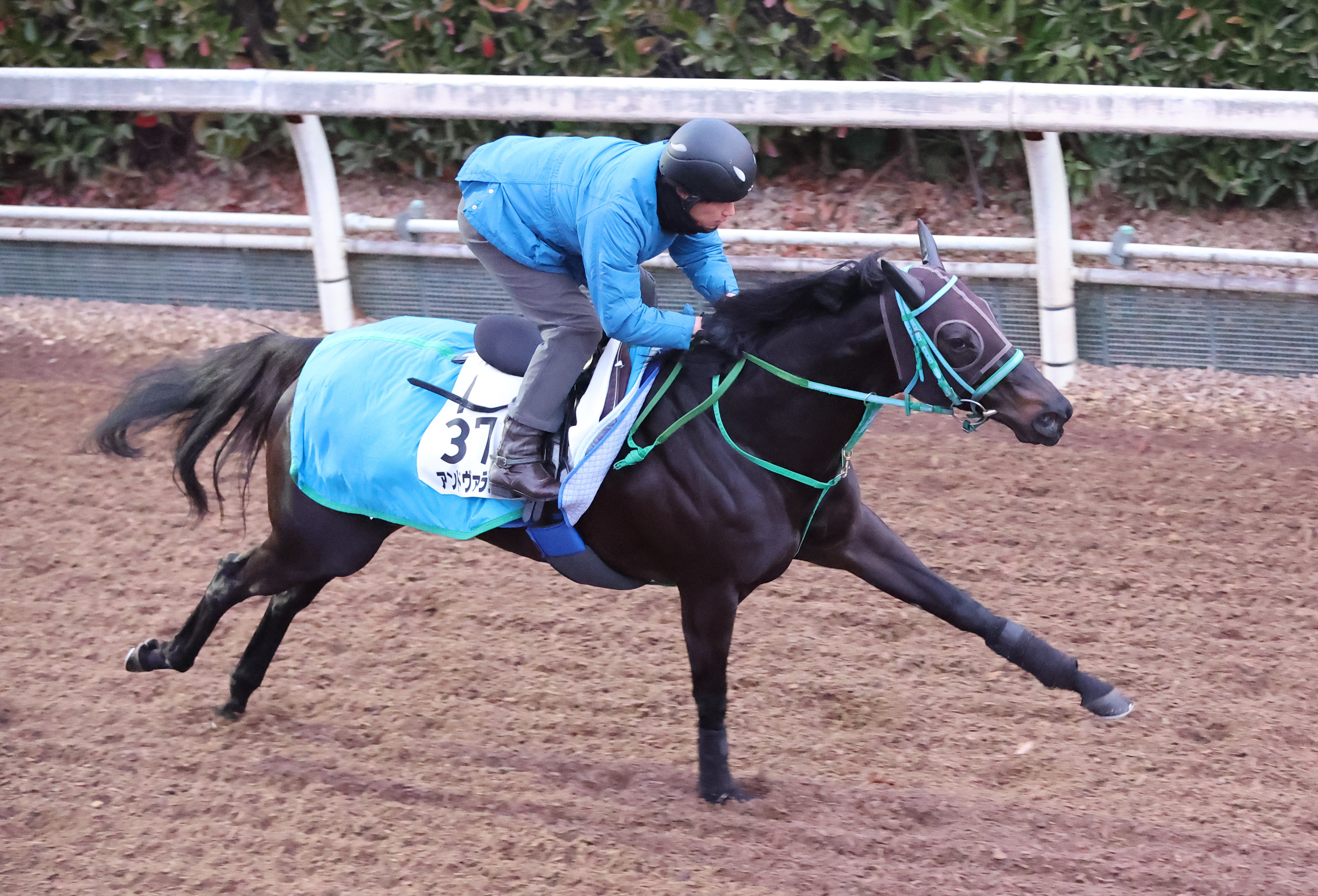 ＪＲＡ中央競馬予想 「自信の１鞍勝負」 - 情報